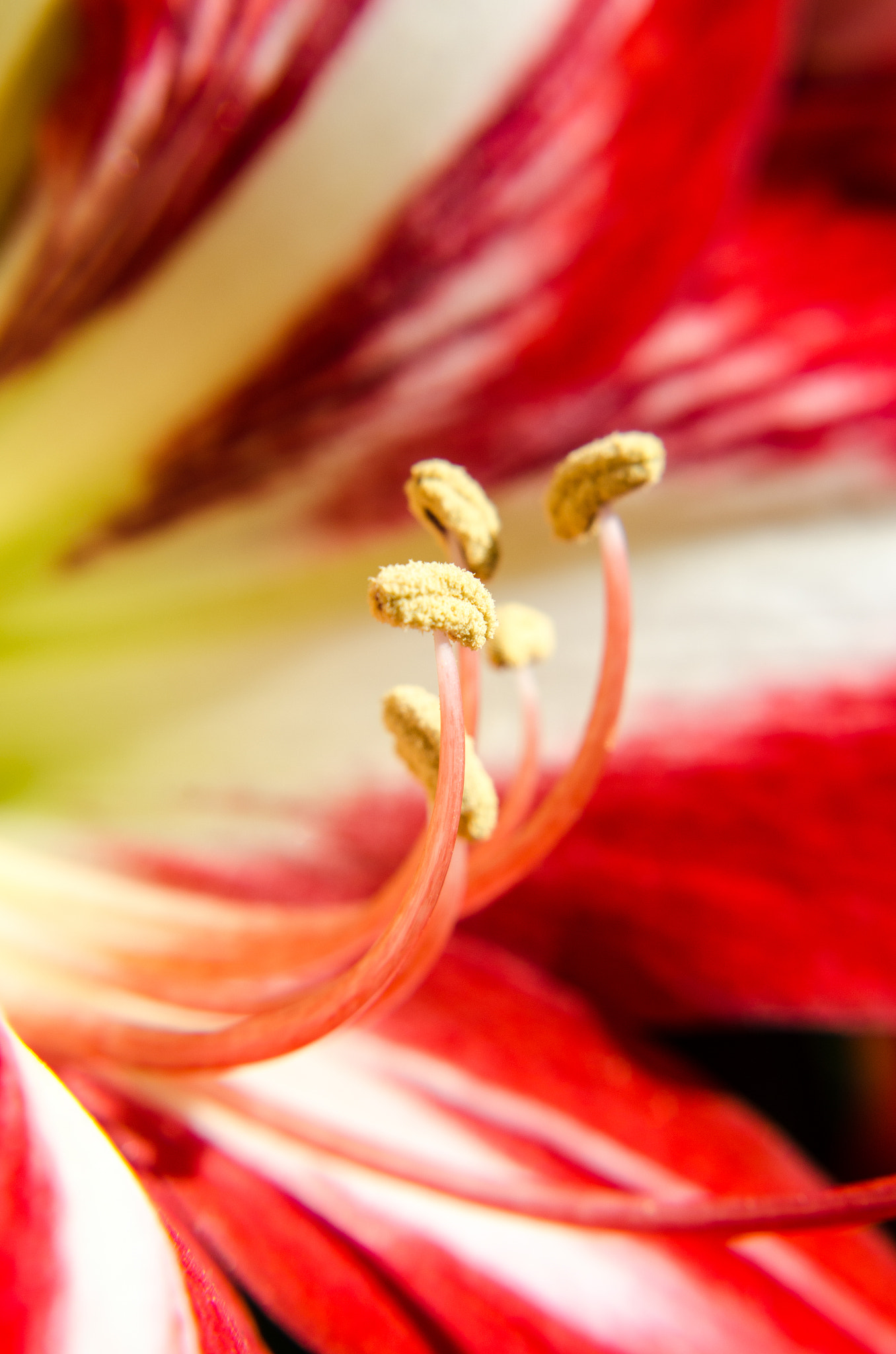 AF Zoom-Nikkor 35-80mm f/4-5.6D sample photo. Flower photography