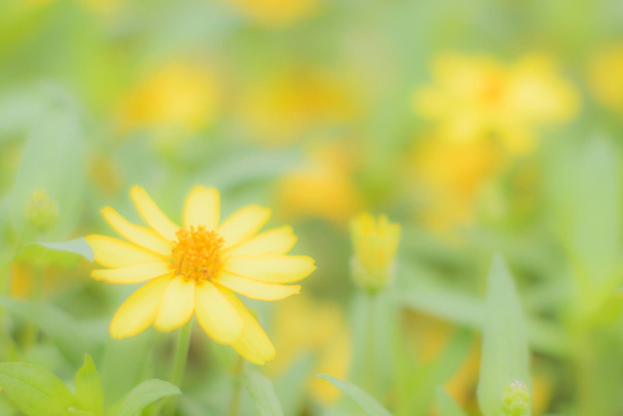 Canon EF 50mm F1.2L USM sample photo. Soft time of the afternoon photography