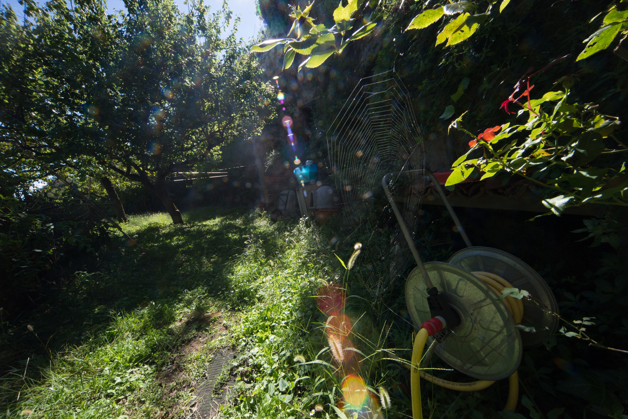 Sigma 12-24mm F4.5-5.6 EX DG Aspherical HSM sample photo. Spider net, garden photography