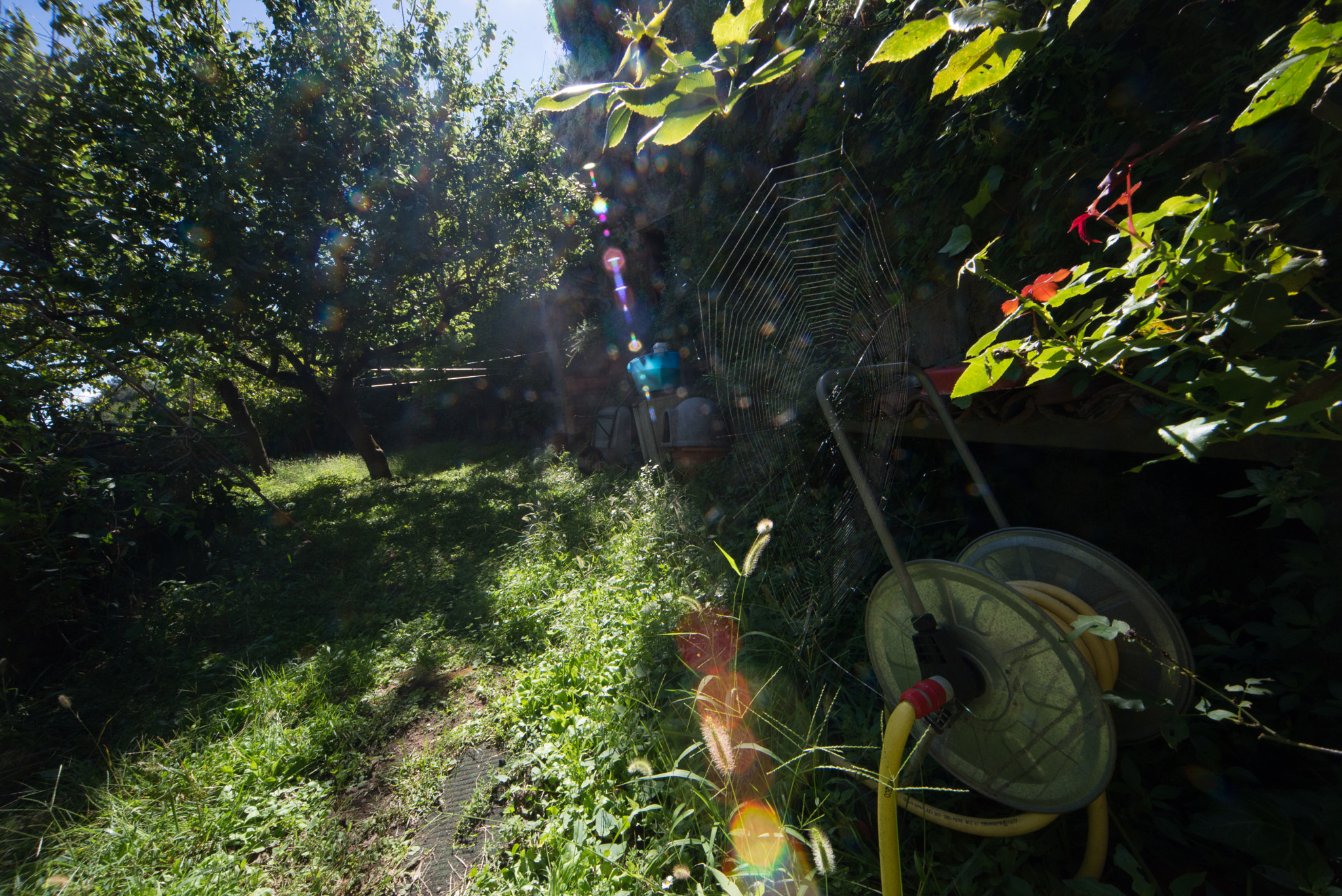 Nikon D600 + Sigma 12-24mm F4.5-5.6 EX DG Aspherical HSM sample photo. Spider net, garden photography