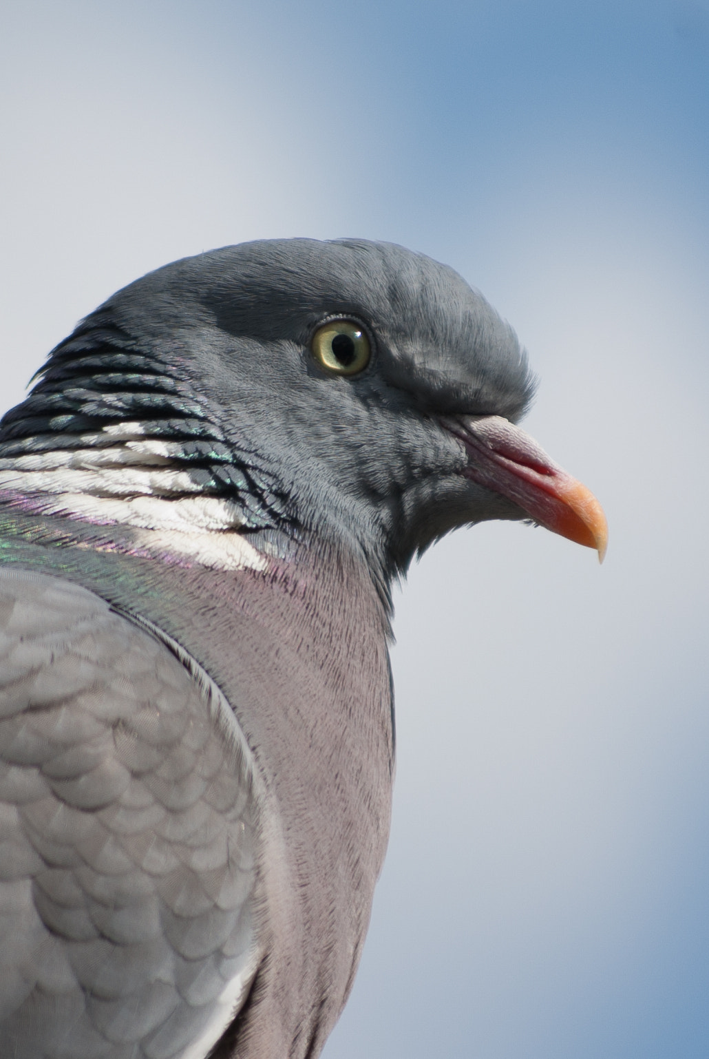 Pentax K10D sample photo. Wood pigeon photography