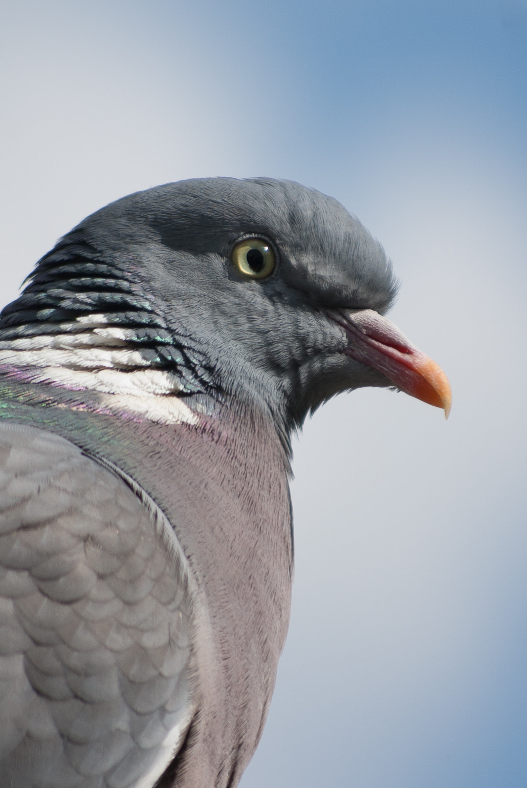 Pentax K10D + Pentax smc DA 50-200mm F4-5.6 ED sample photo. Wood pigeon photography