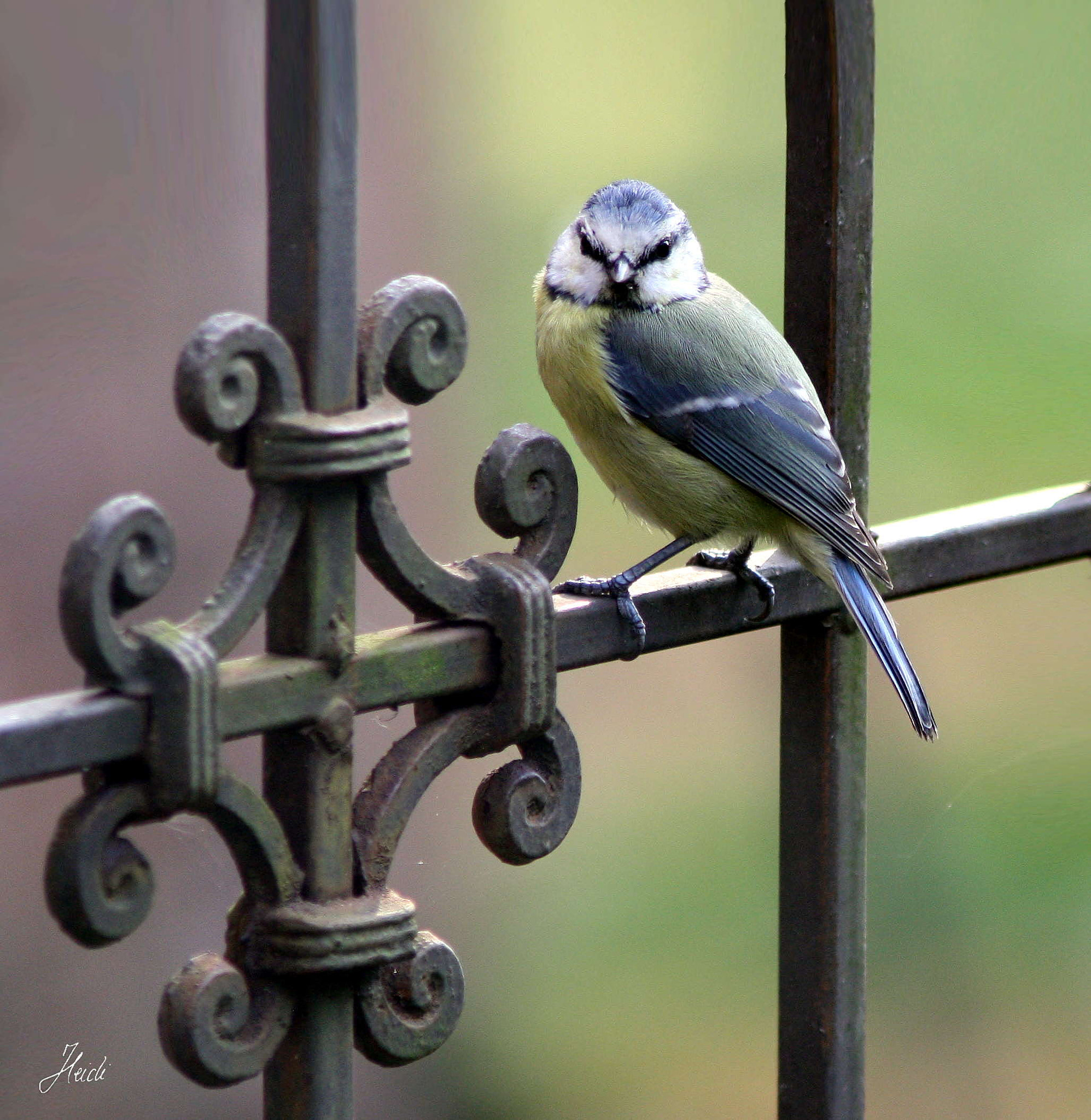 Canon EOS 1000D (EOS Digital Rebel XS / EOS Kiss F) sample photo. ~ blue tit ~ photography