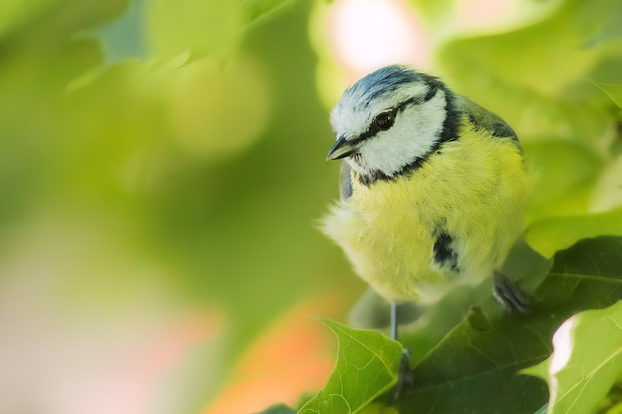 Canon EOS 6D + Canon EF 300mm F4L IS USM sample photo. Blaumeise photography