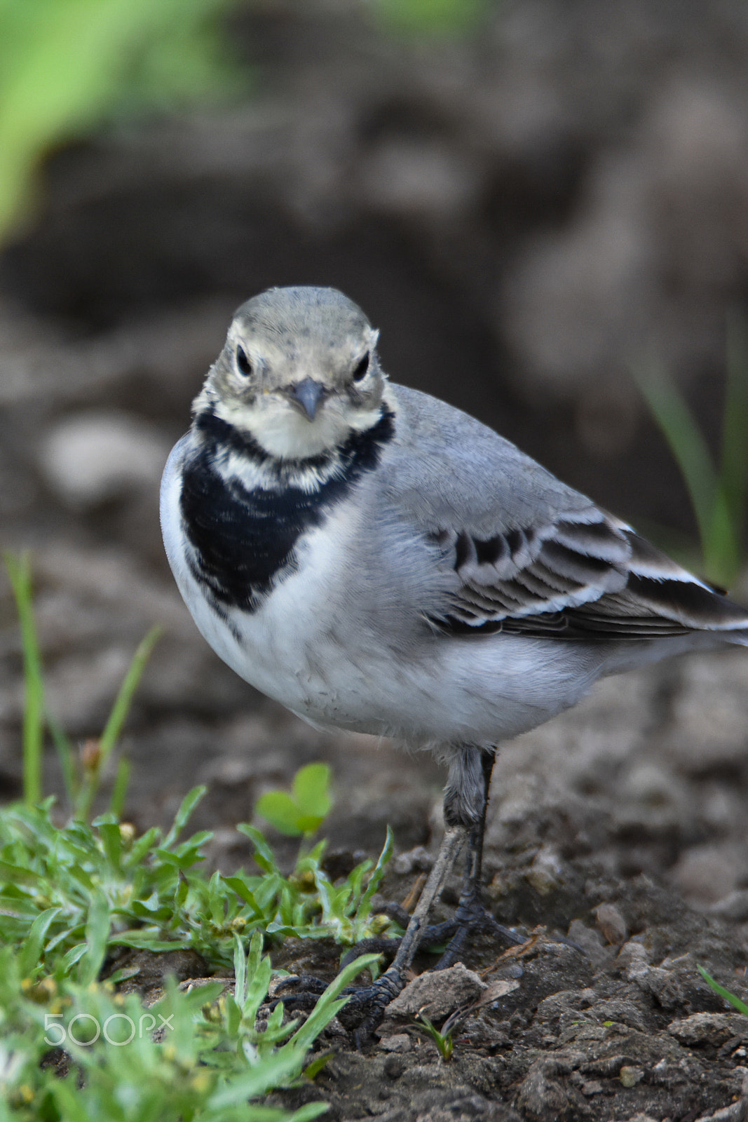 Nikon D7200 + Tamron SP 150-600mm F5-6.3 Di VC USD sample photo. A wagtail portrait photography