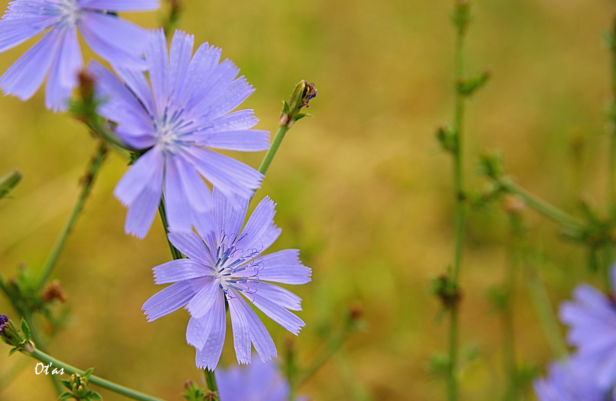 Pentax K-1 sample photo. Chicory ii photography