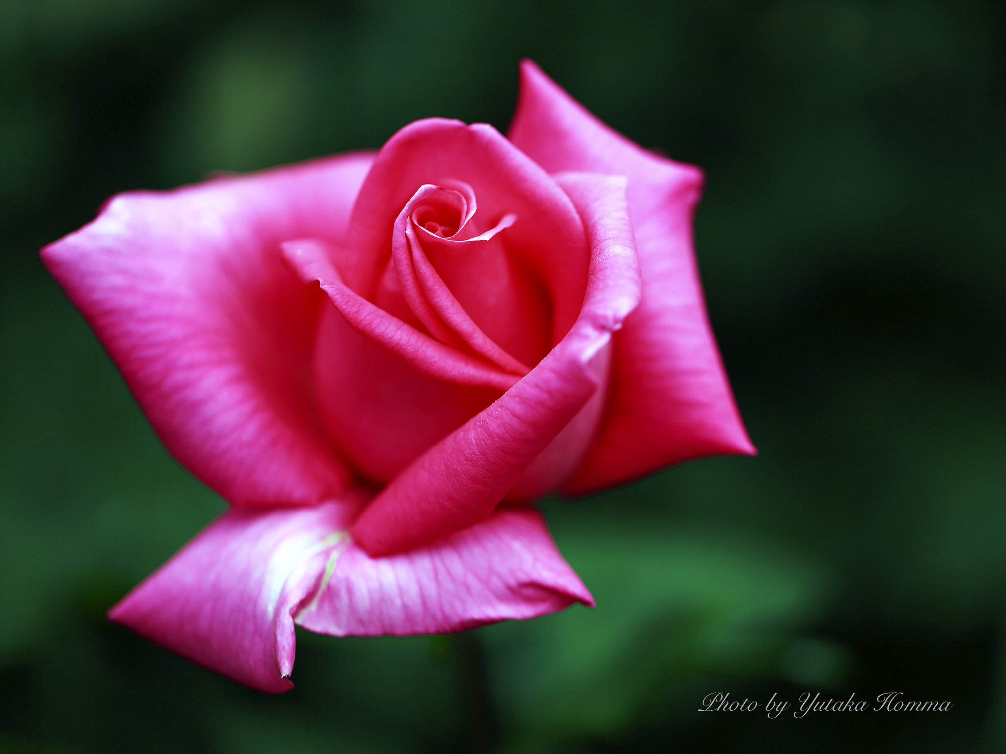 Canon EF 100mm F2.8L Macro IS USM sample photo. Rose photography