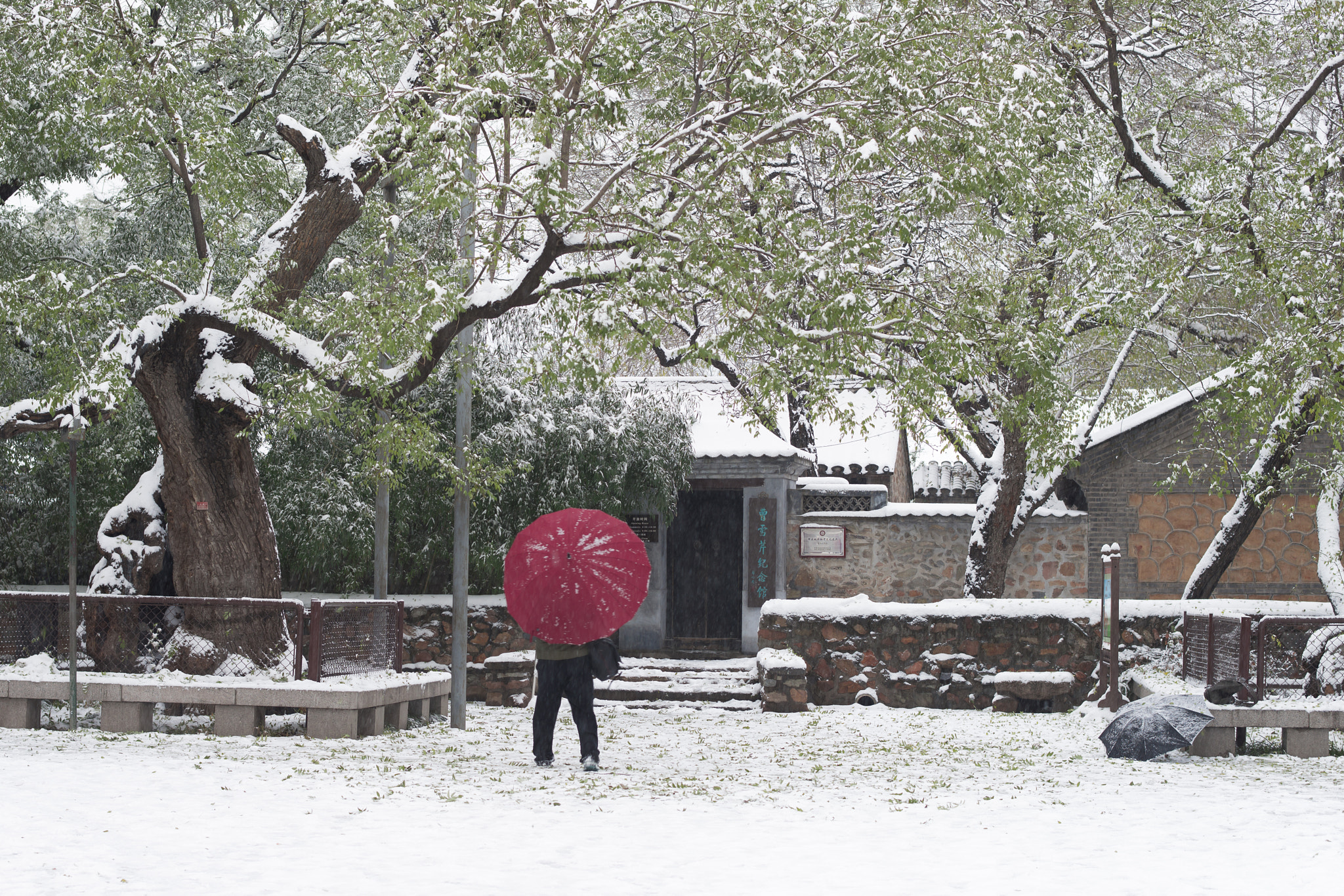 Nikon D800E sample photo. A fall of snow photography