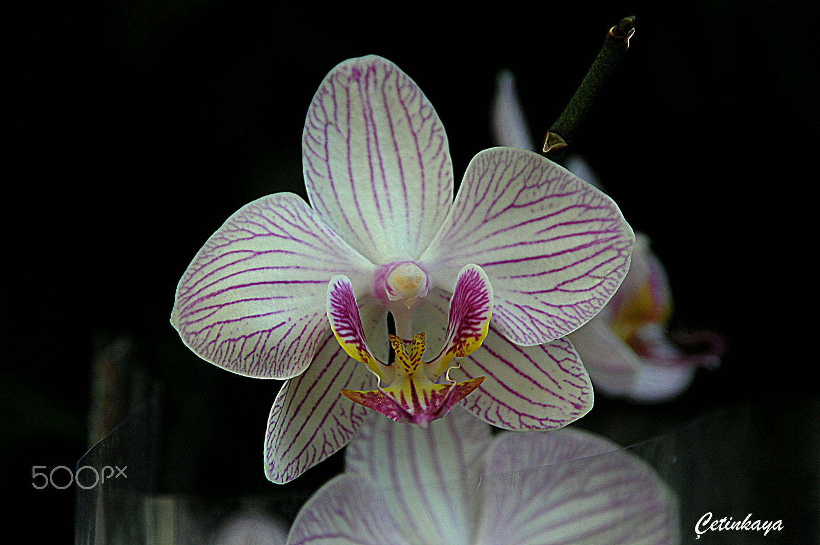 Nikon D300S sample photo. Orchıd 2 photography