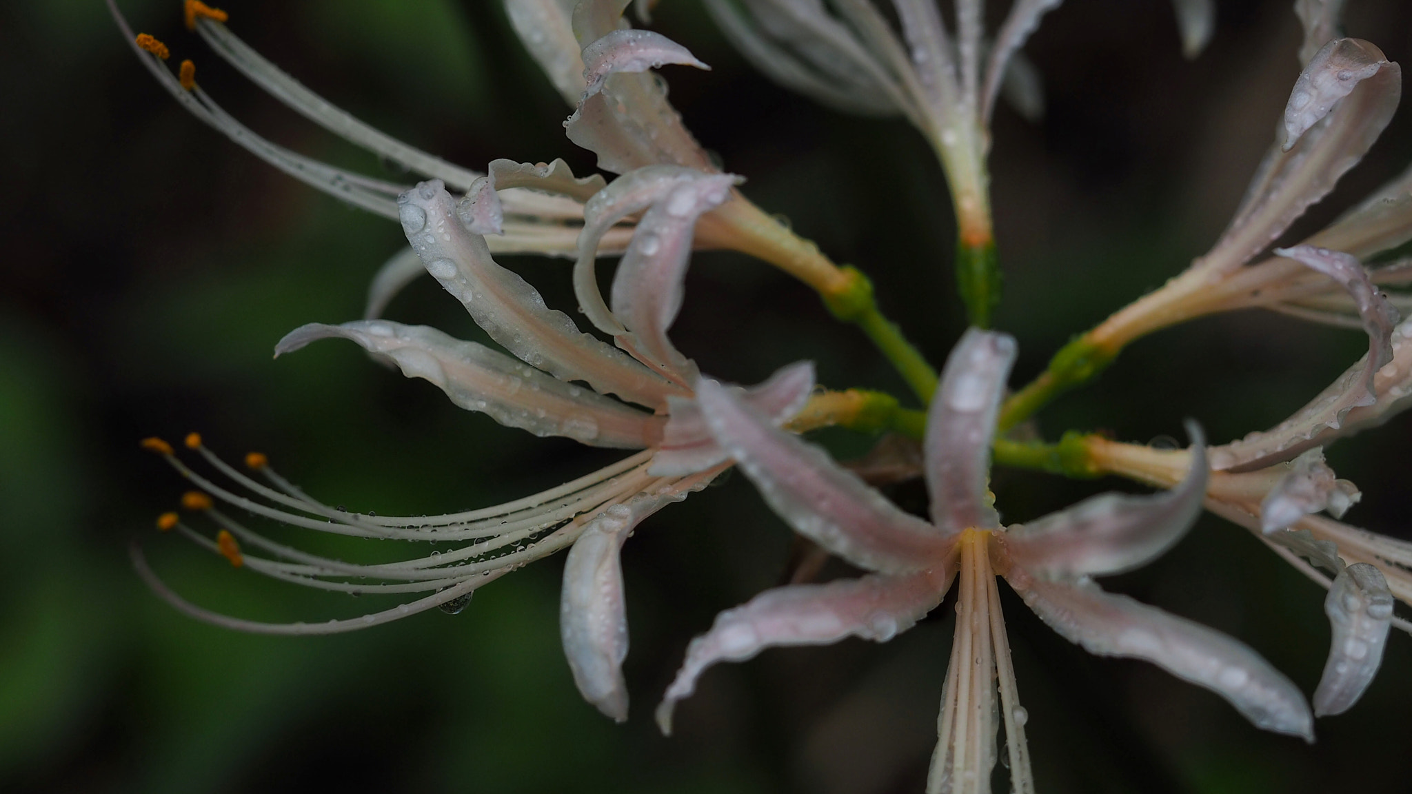 Olympus PEN E-PL7 sample photo. Cluster amaryllis photography