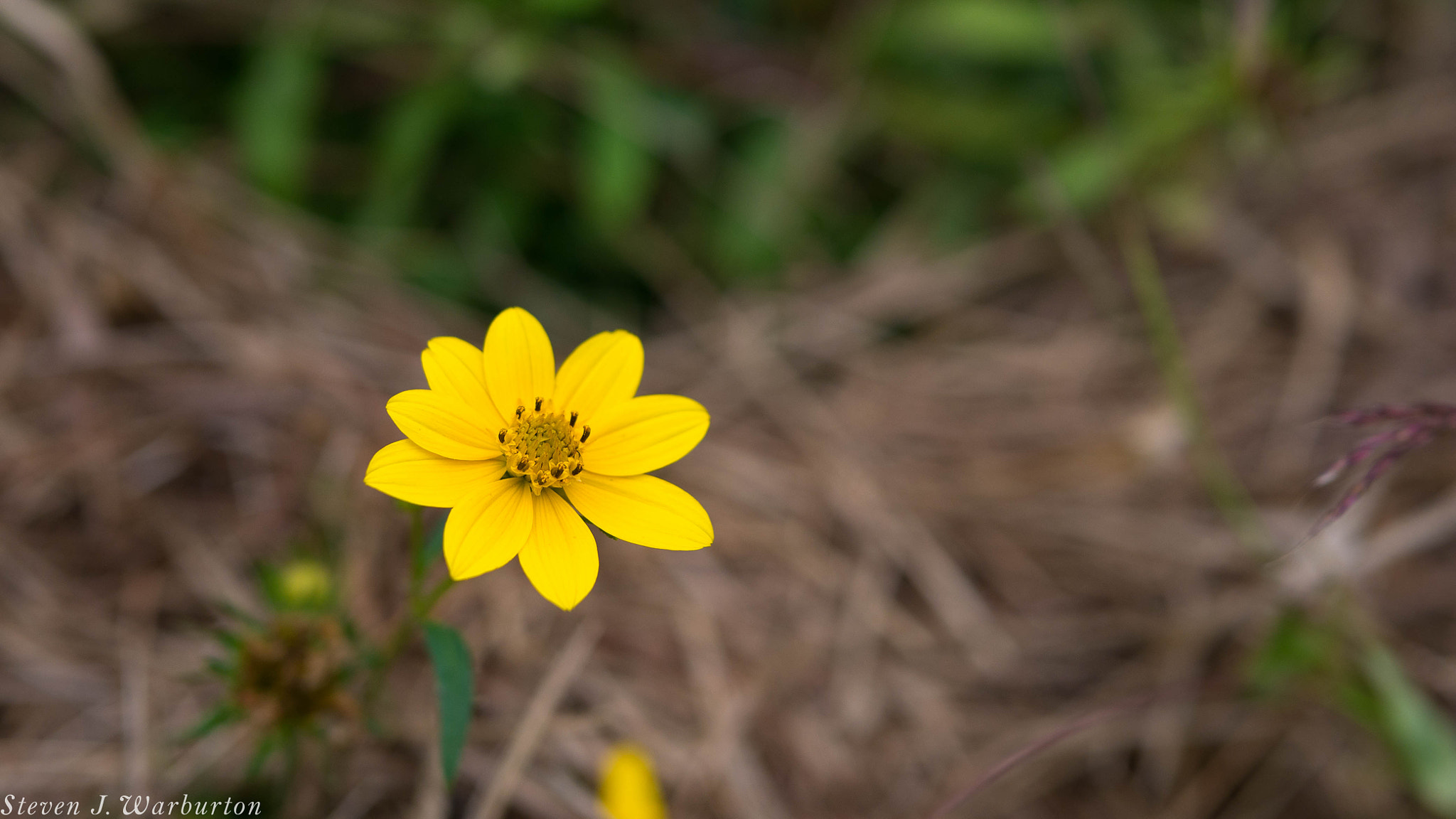 Panasonic Lumix DMC-GF7 + LUMIX G 25/F1.7 sample photo. Bloom photography