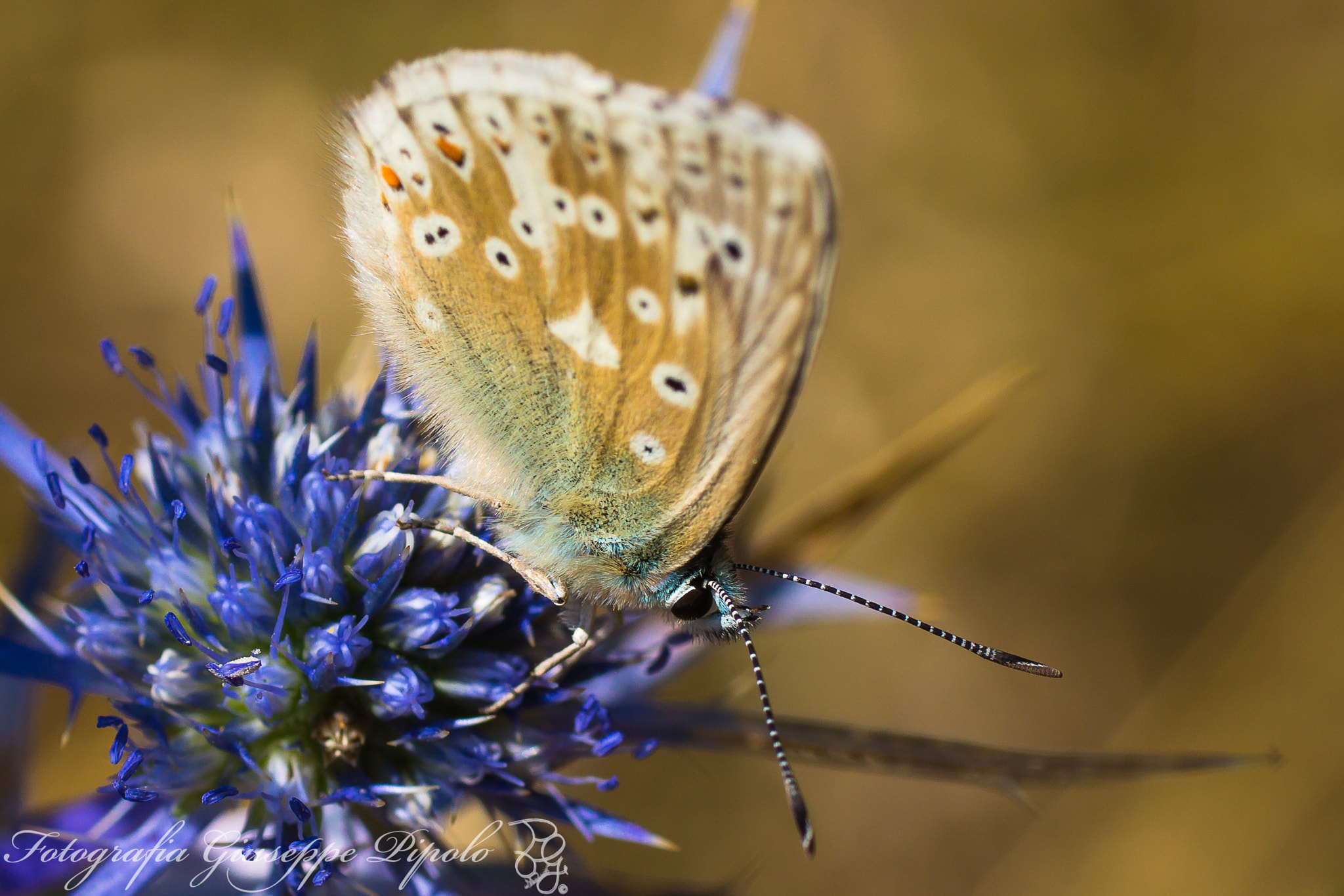 Sony SLT-A77 + Tamron SP AF 90mm F2.8 Di Macro sample photo. Polyommatus dorylas photography