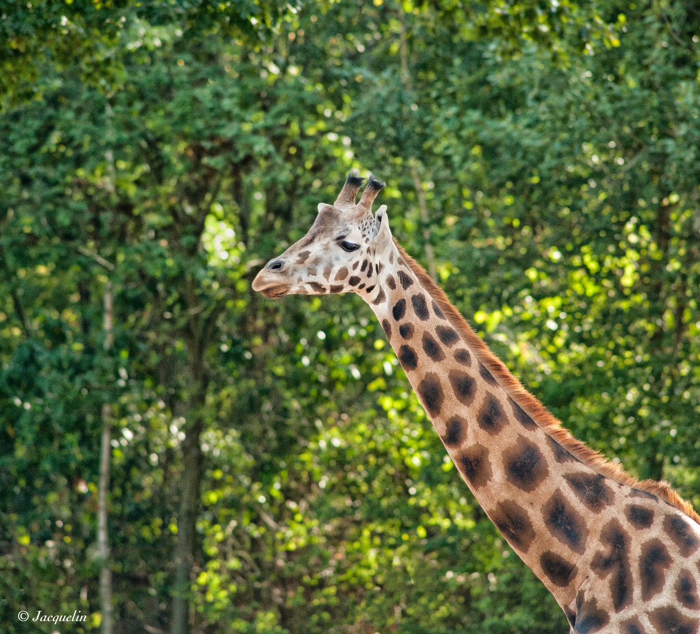 Nikon D3 + AF Nikkor 300mm f/4 IF-ED sample photo. Giraffe photography