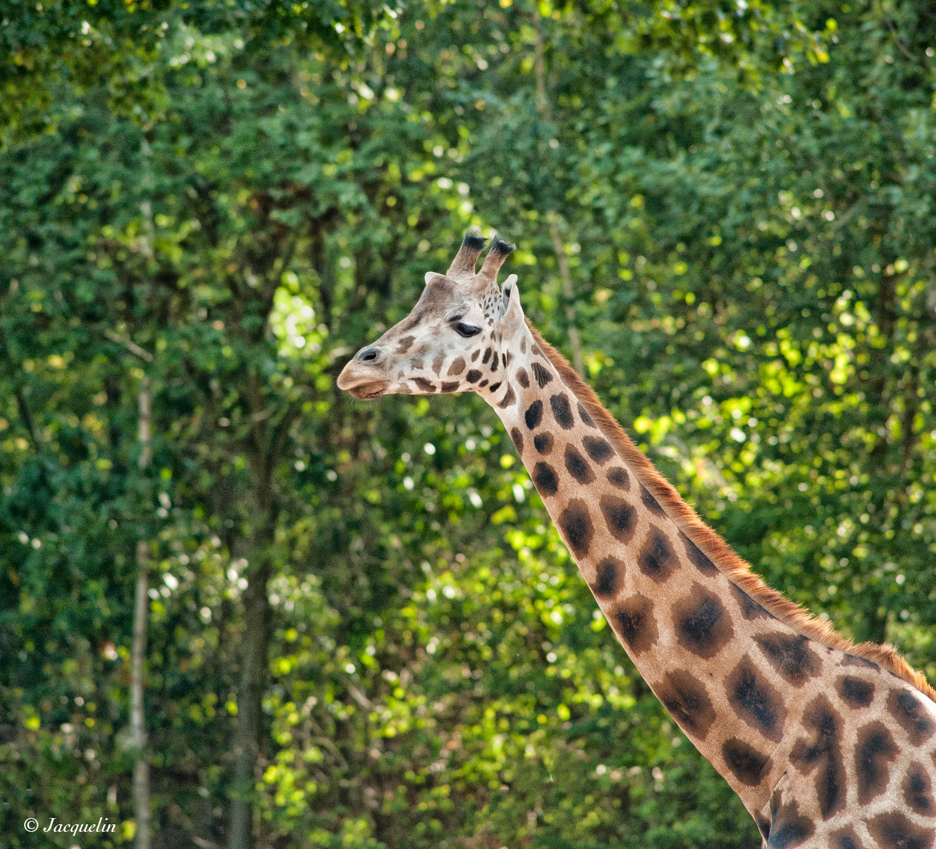 Nikon D3 + AF Nikkor 300mm f/4 IF-ED sample photo. Giraffe photography