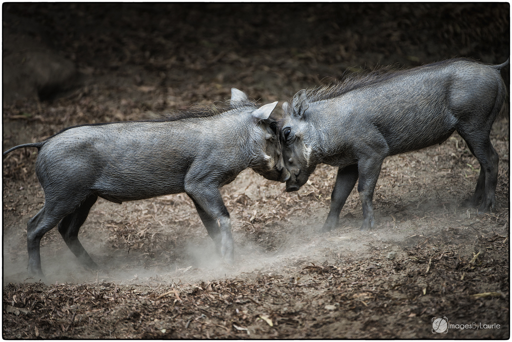 Nikon AF-S Nikkor 200-400mm F4G ED-IF VR sample photo. Ready to rumble! photography