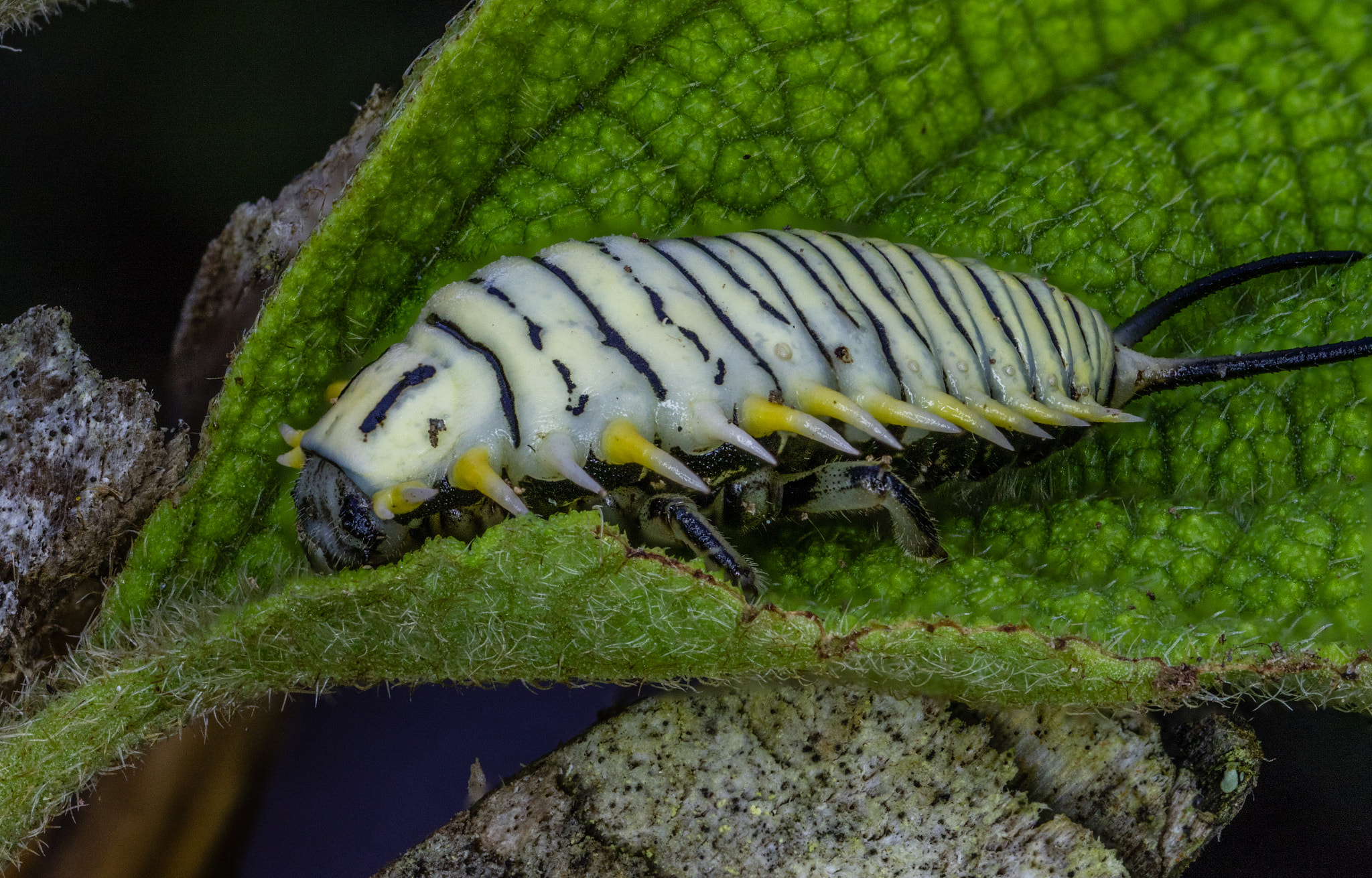 Canon MP-E 65mm F2.5 1-5x Macro Photo sample photo. Physonota photography