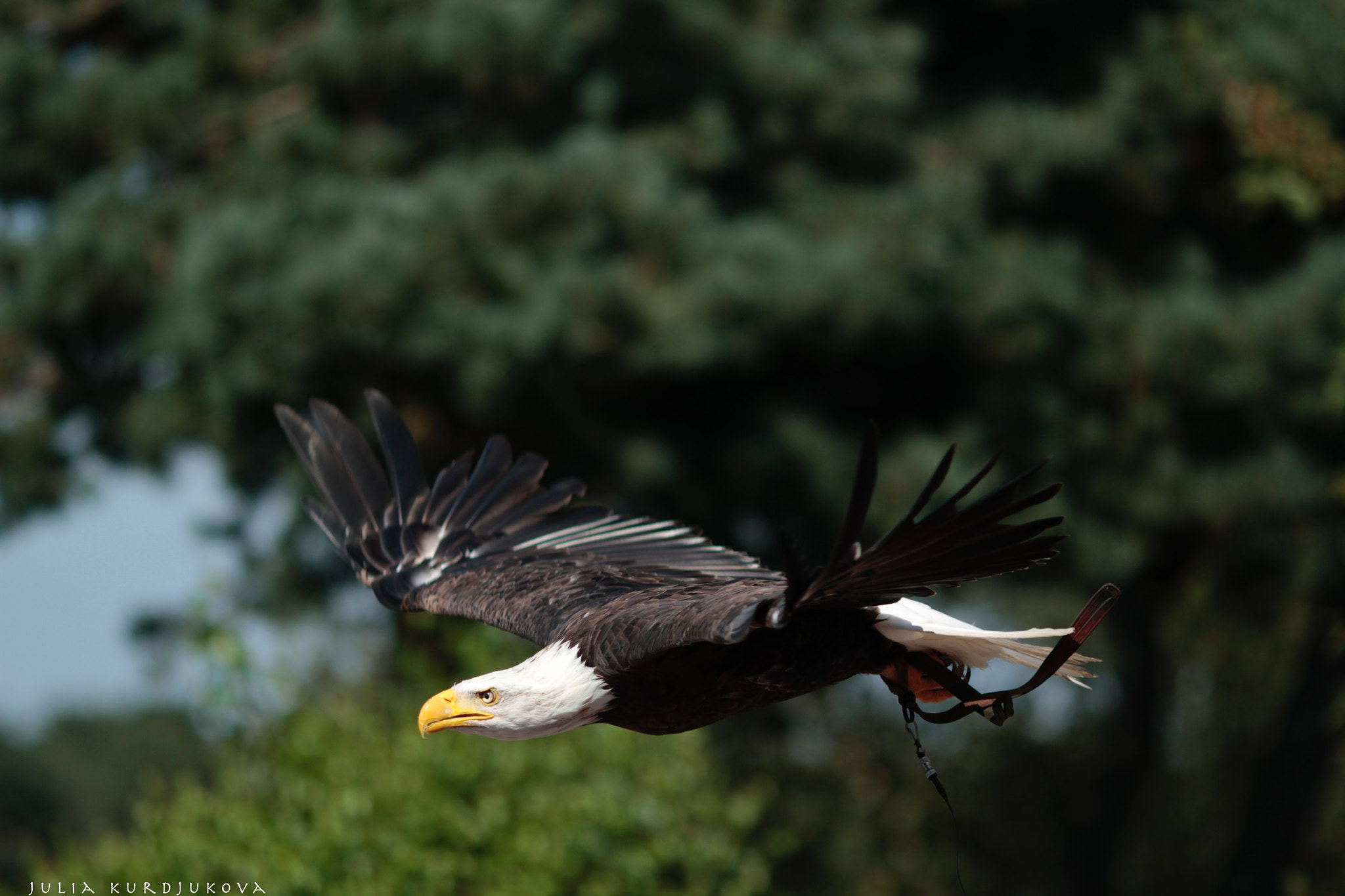 Canon EOS 7D + Canon EF 135mm F2L USM sample photo. Safaripark beekse bergen photography