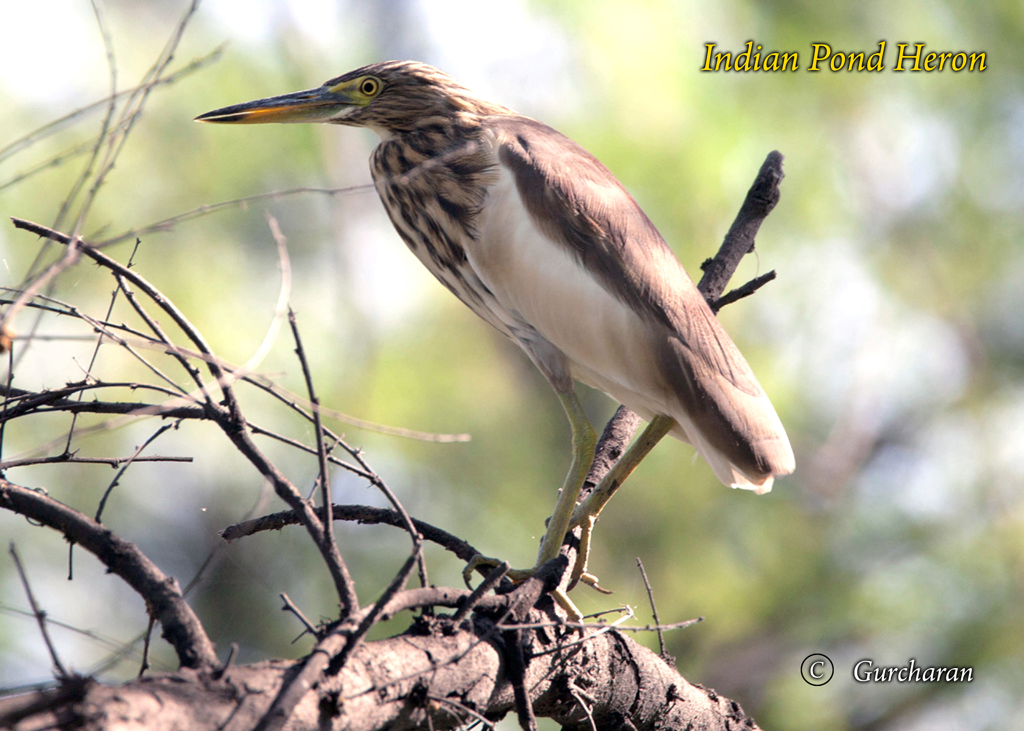 Tamron SP 150-600mm F5-6.3 Di VC USD sample photo. Indian pond heron photography