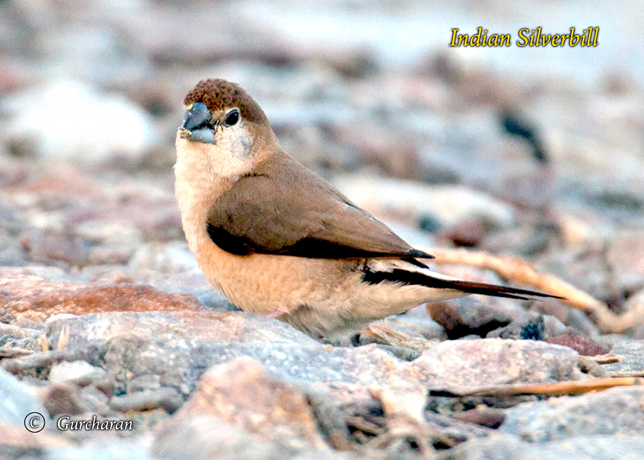 Tamron SP 150-600mm F5-6.3 Di VC USD sample photo. Indian silver bill photography