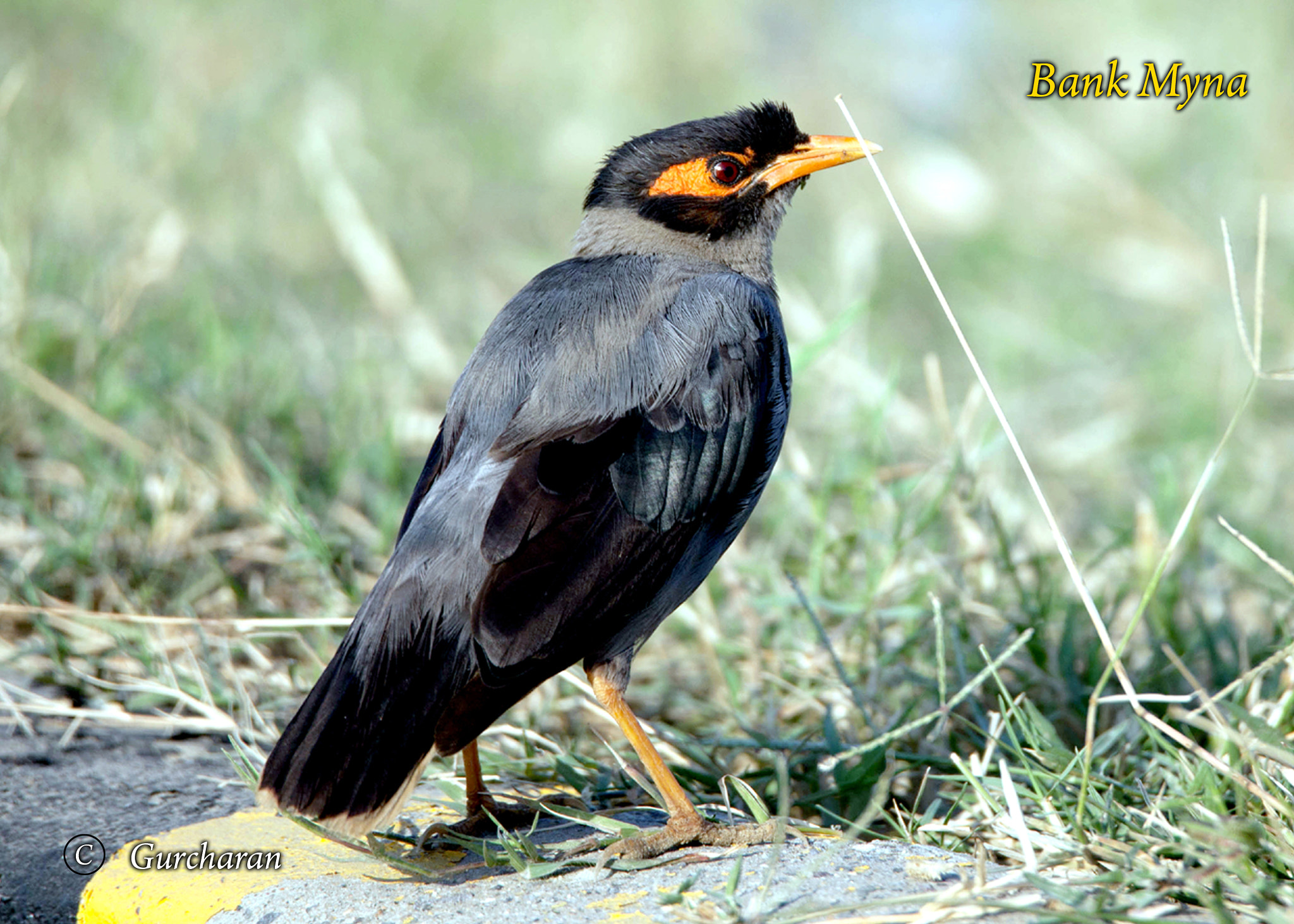 Tamron SP 150-600mm F5-6.3 Di VC USD sample photo. Bank myna photography
