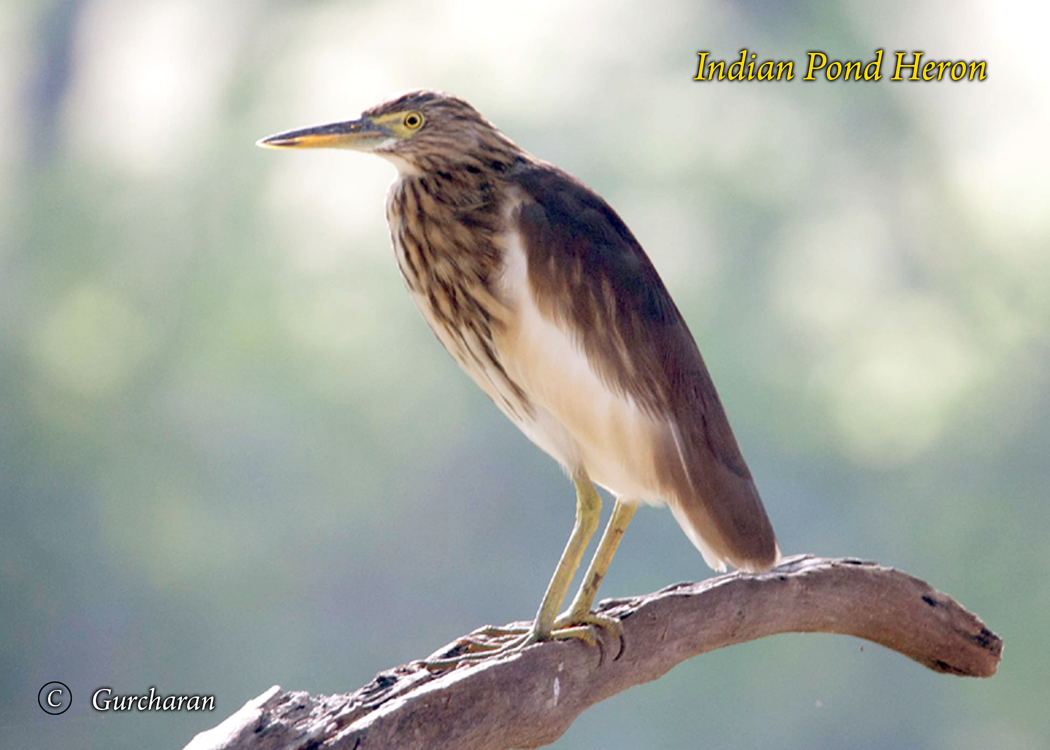 Tamron SP 150-600mm F5-6.3 Di VC USD sample photo. Pond heron photography