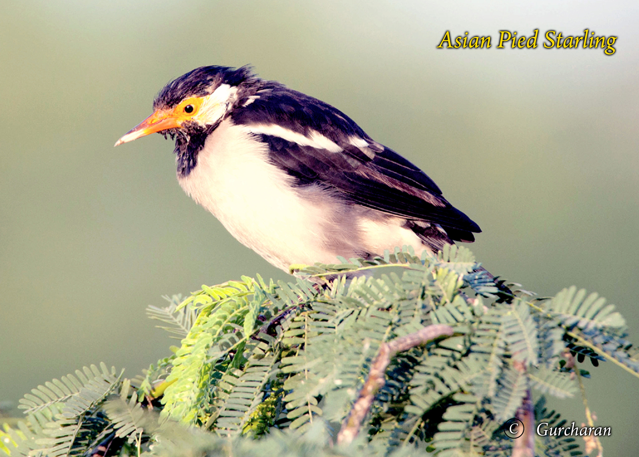Tamron SP 150-600mm F5-6.3 Di VC USD sample photo. Pied starling_early morning photography