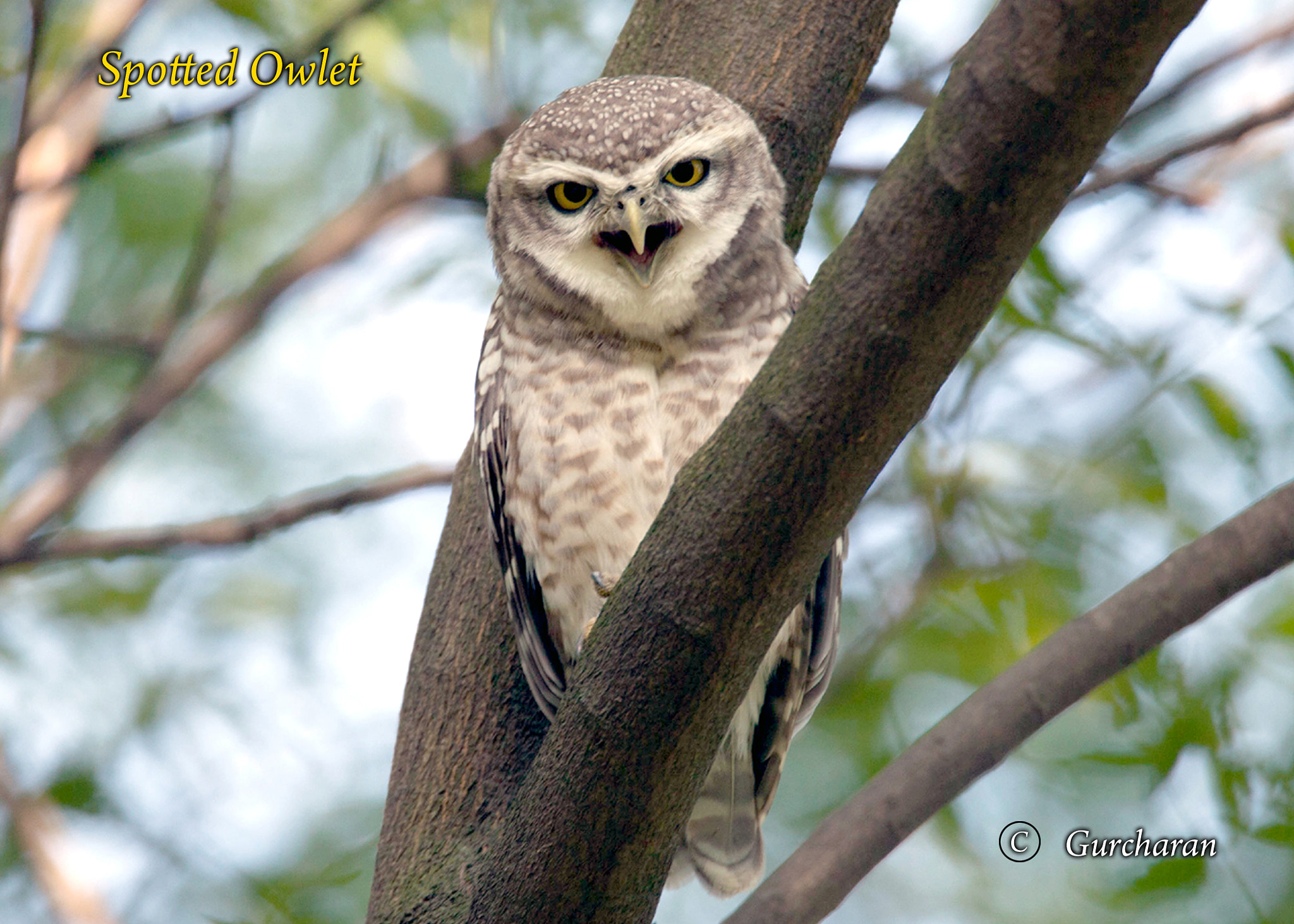 Tamron SP 150-600mm F5-6.3 Di VC USD sample photo. Spotted owl photography