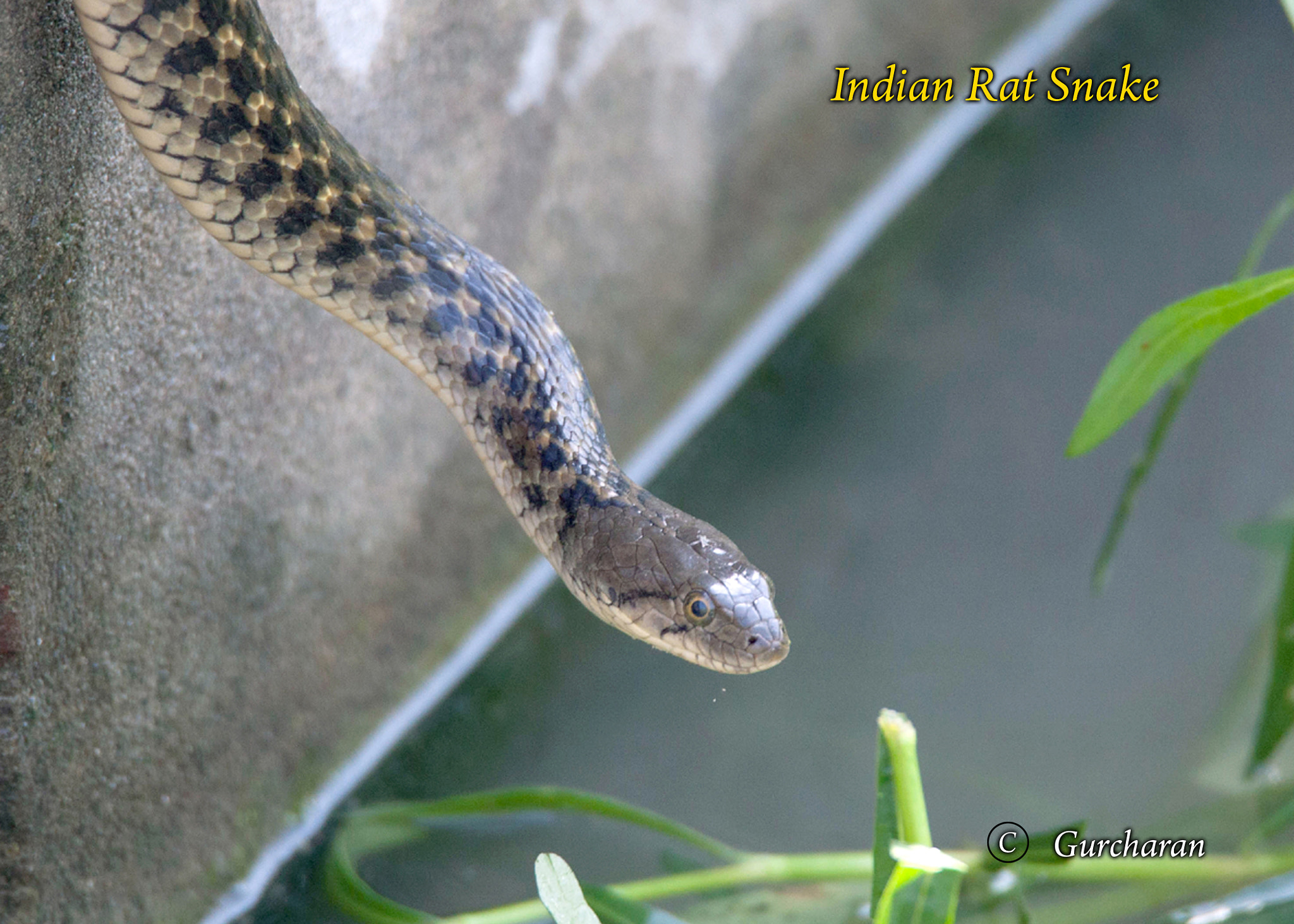 Tamron SP 150-600mm F5-6.3 Di VC USD sample photo. Snake_going swimming photography