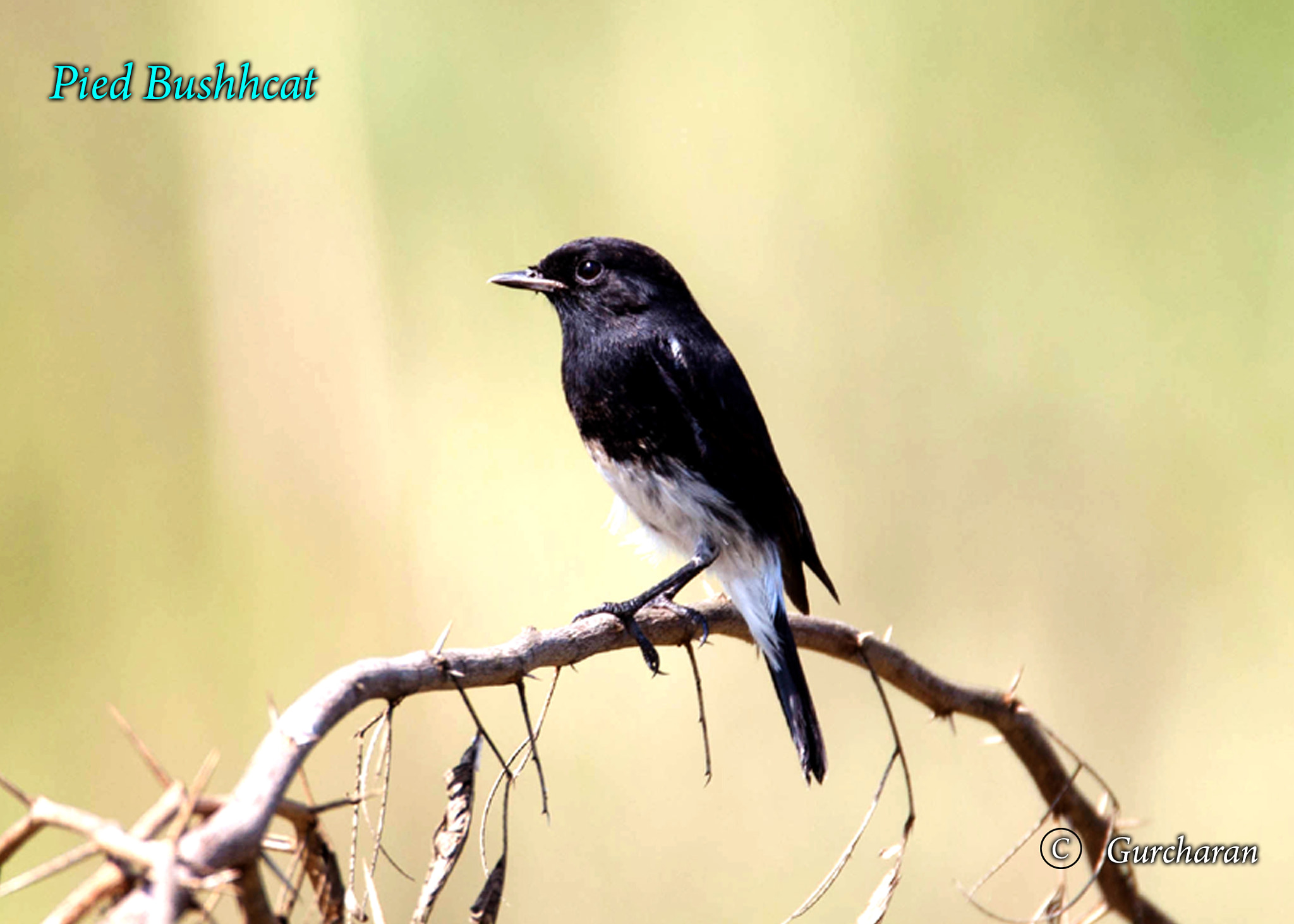 Tamron SP 150-600mm F5-6.3 Di VC USD sample photo. Bushchat photography