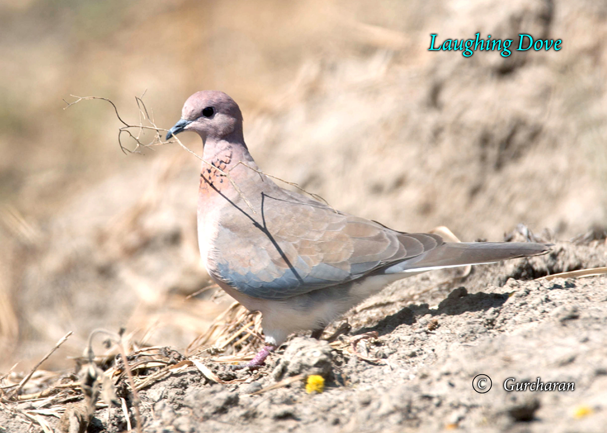 Tamron SP 150-600mm F5-6.3 Di VC USD sample photo. Laughing dove_nesting 2 photography