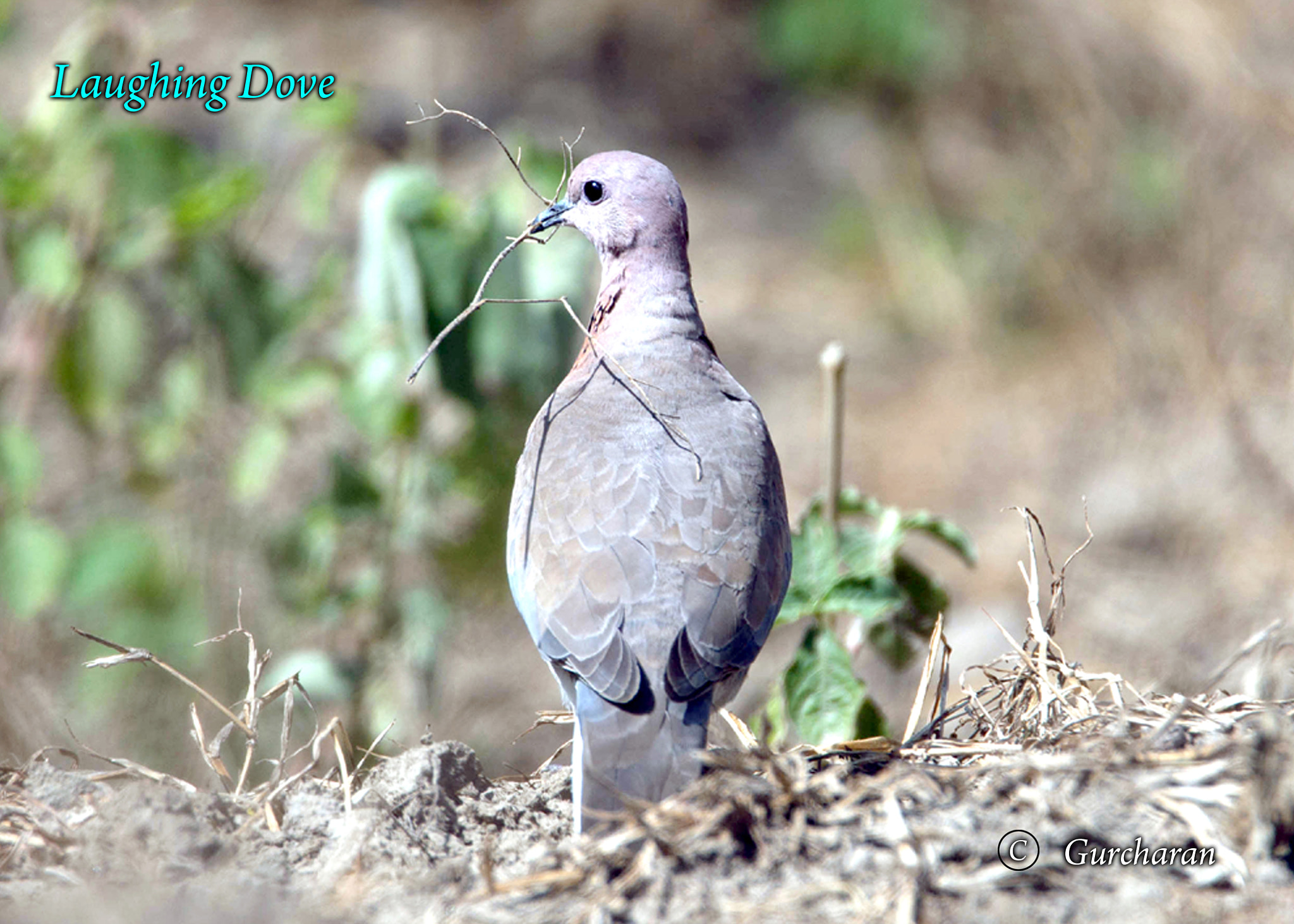 Tamron SP 150-600mm F5-6.3 Di VC USD sample photo. Laughing dove_nesting photography