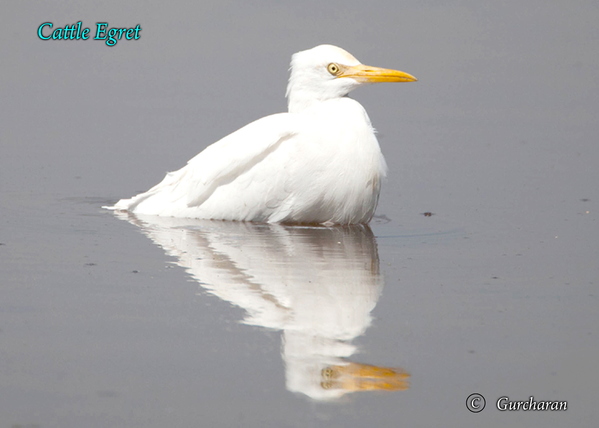 Tamron SP 150-600mm F5-6.3 Di VC USD sample photo. Cattle egret_dipping photography