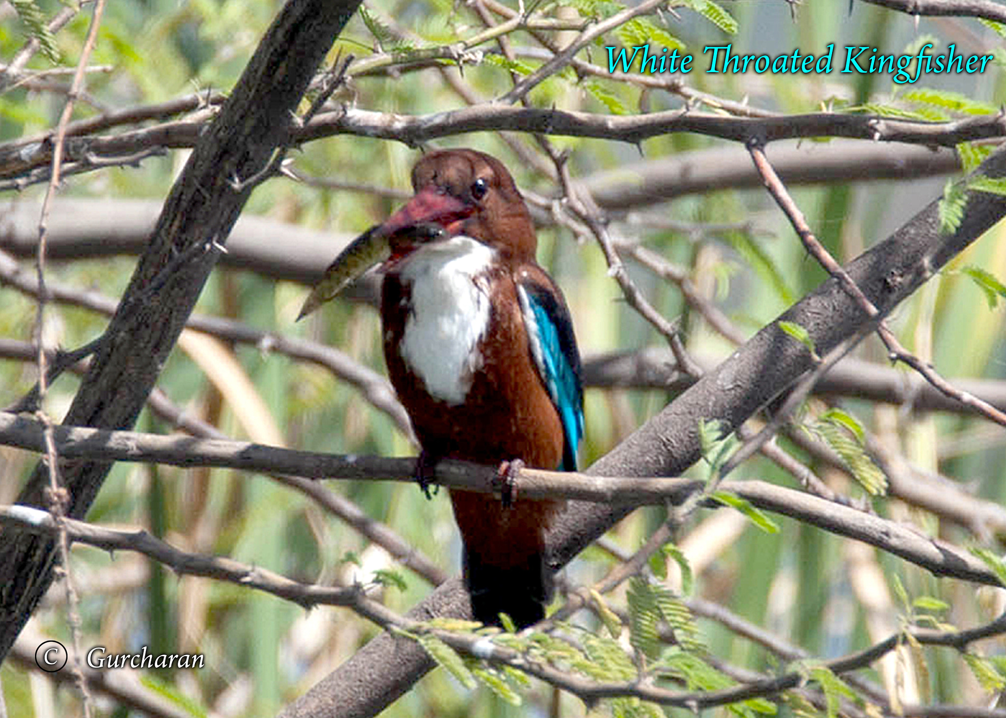 Tamron SP 150-600mm F5-6.3 Di VC USD sample photo. White throat kingfisher with catch photography