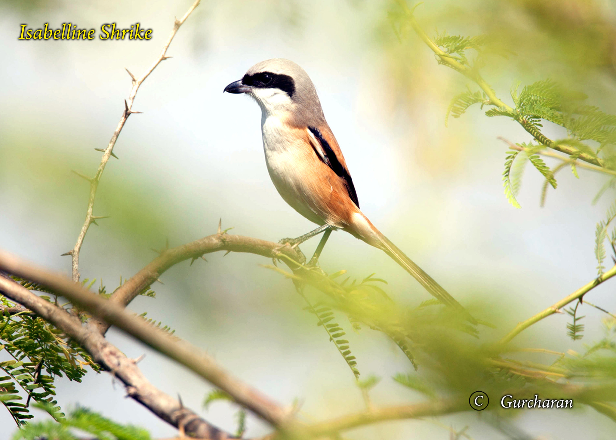 Tamron SP 150-600mm F5-6.3 Di VC USD sample photo. Posing_shrike photography