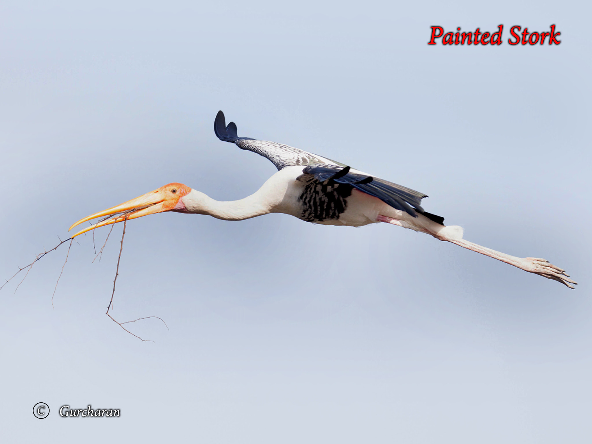 Tamron SP 150-600mm F5-6.3 Di VC USD sample photo. Painted stork_nest preparation photography