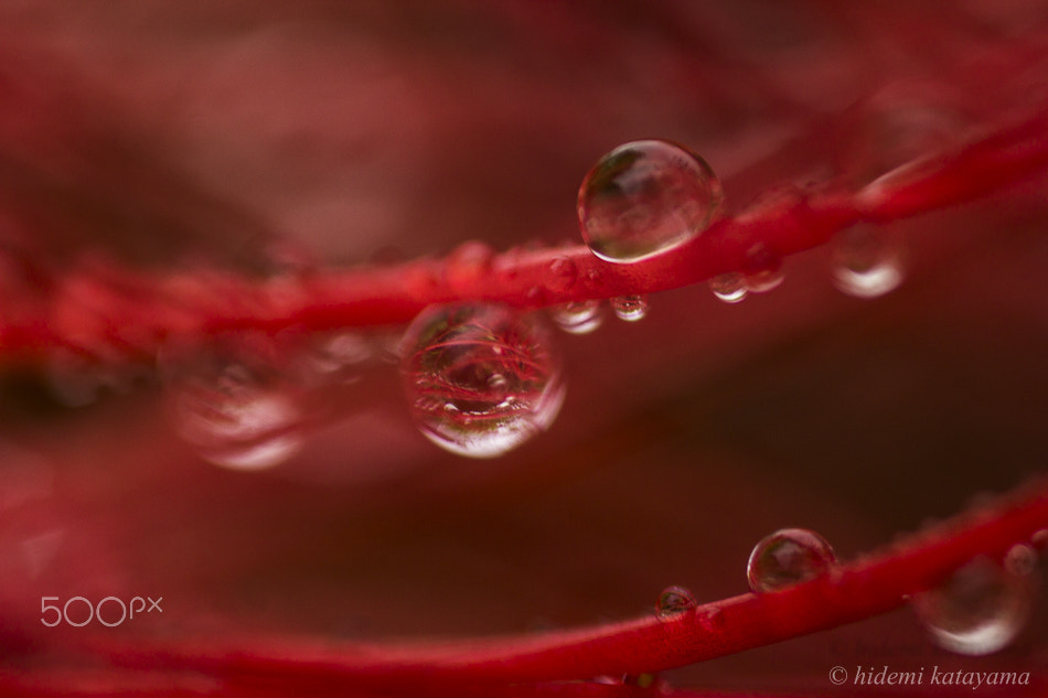 Canon MP-E 65mm F2.5 1-5x Macro Photo sample photo. Fascinating drops photography