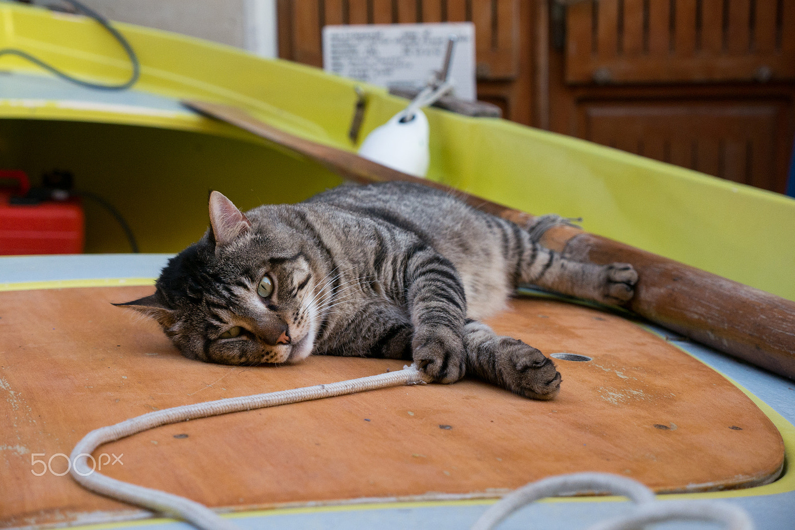Panasonic Lumix DMC-G7 sample photo. A sailor cat's life photography