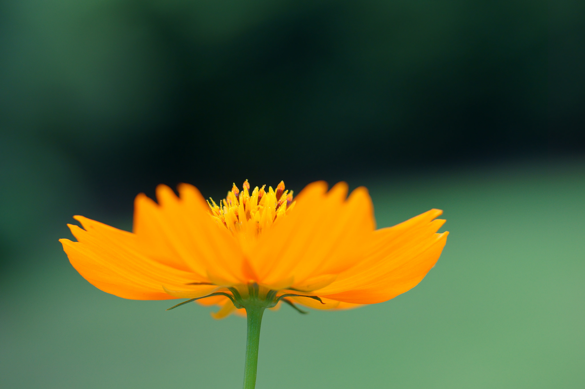 Sony SLT-A55 (SLT-A55V) + Sony 50mm F2.8 Macro sample photo. I yellow not a cosmos sulphureus photography