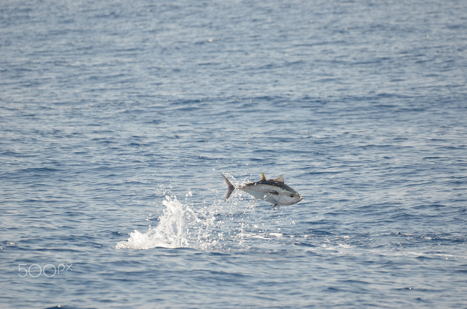 Sigma 120-400mm F4.5-5.6 DG OS HSM sample photo. Tuna fish instant photography