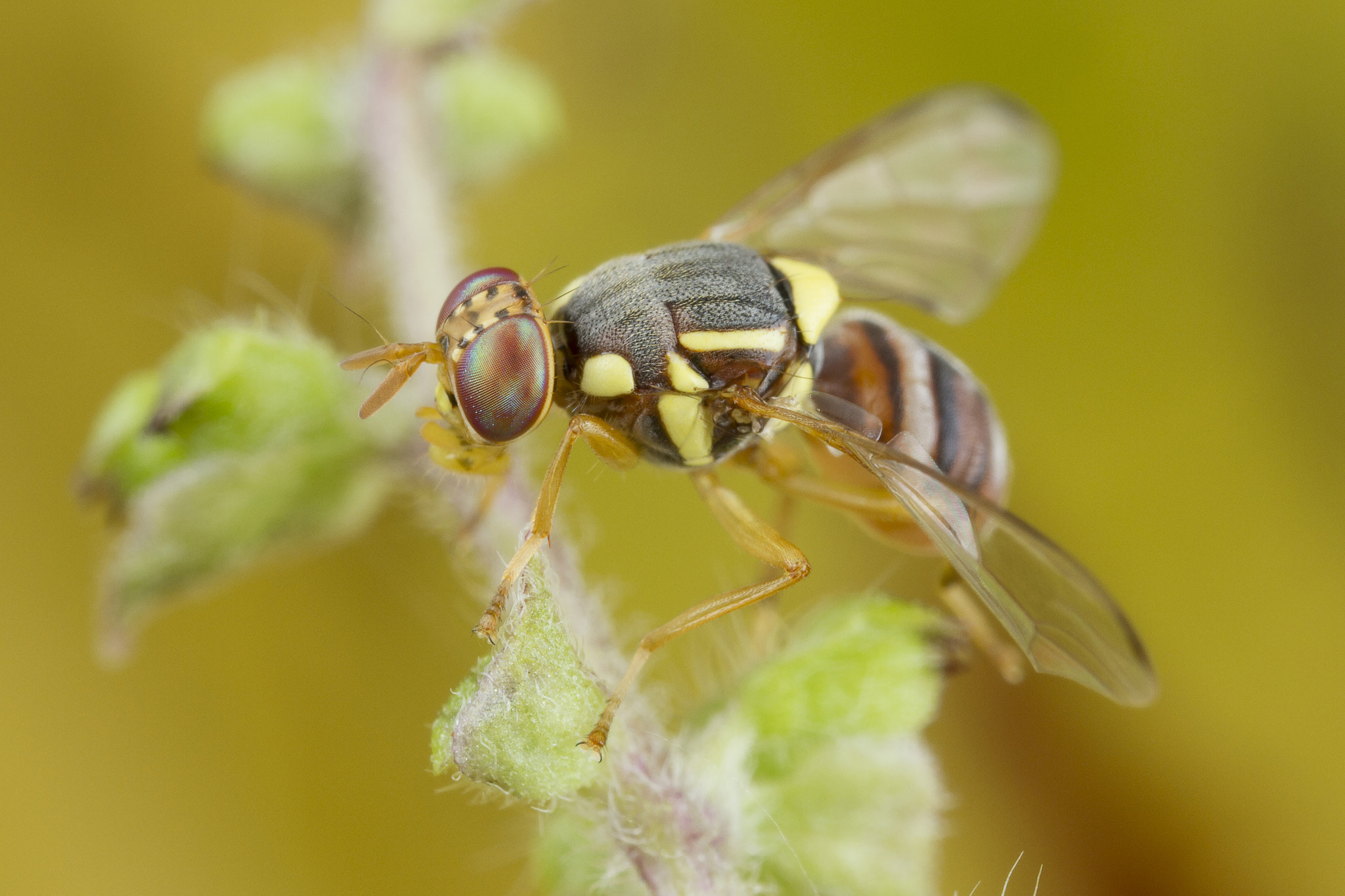 Canon MP-E 65mm F2.5 1-5x Macro Photo sample photo. Fruit fly photography