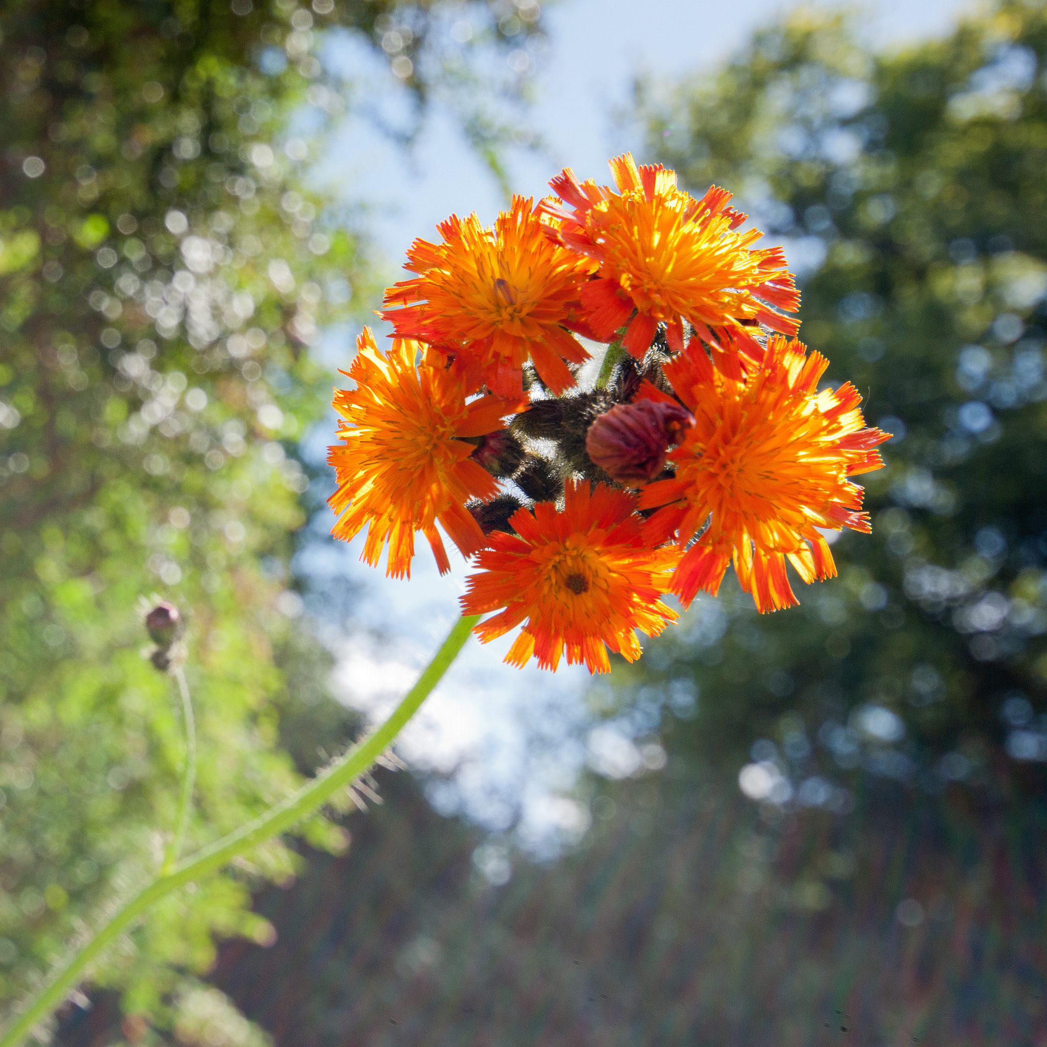 Sigma 18-50mm F3.5-5.6 DC sample photo. Garden photography