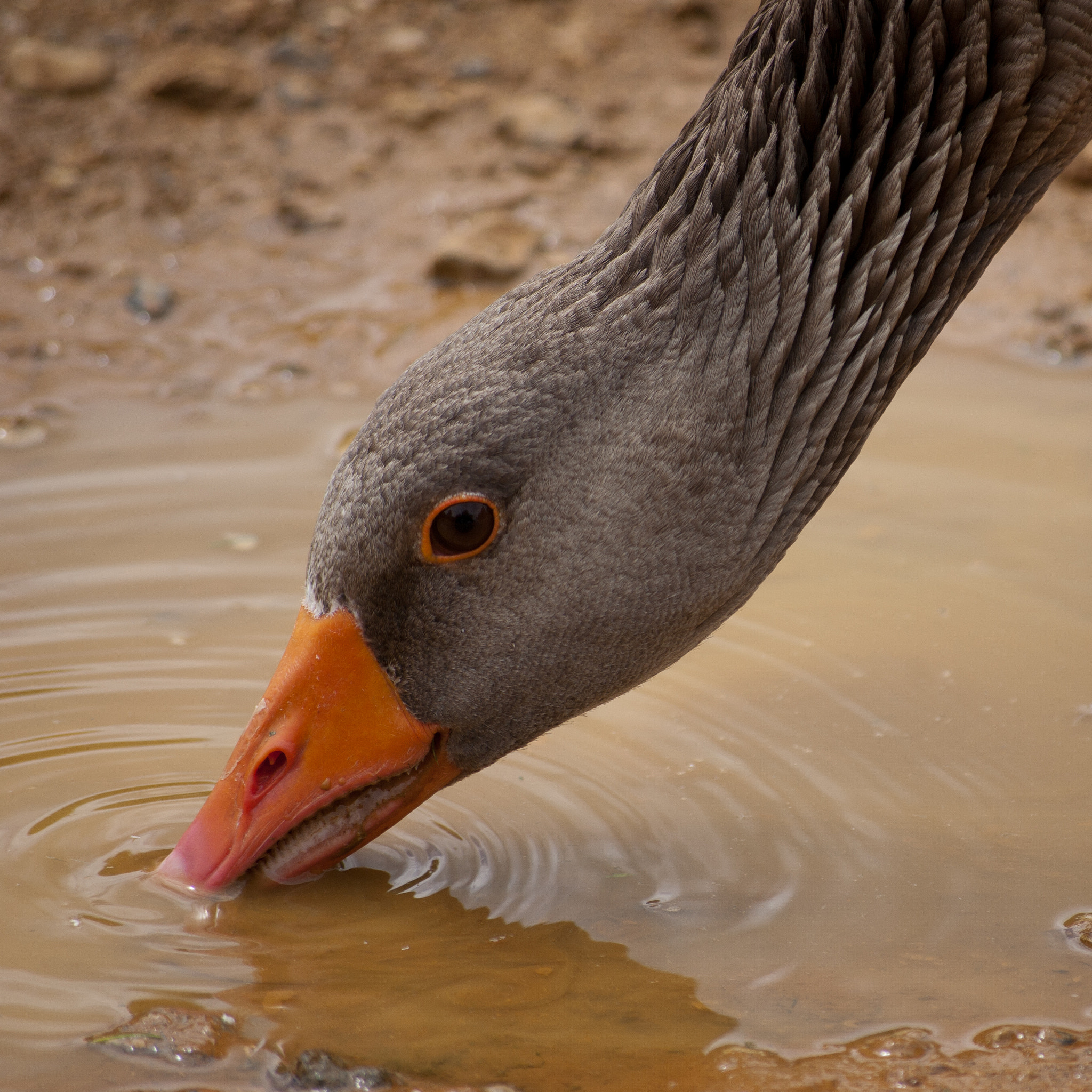 Pentax K10D sample photo. Thirsty photography