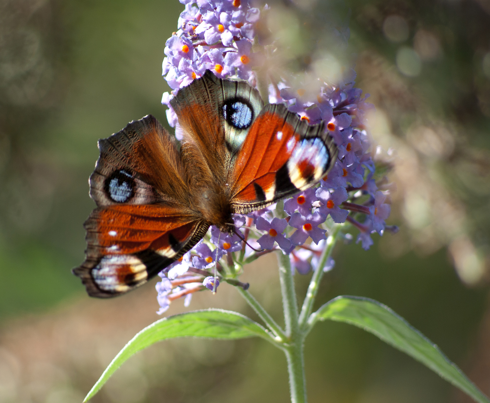 Pentax K10D sample photo. Red admiral photography