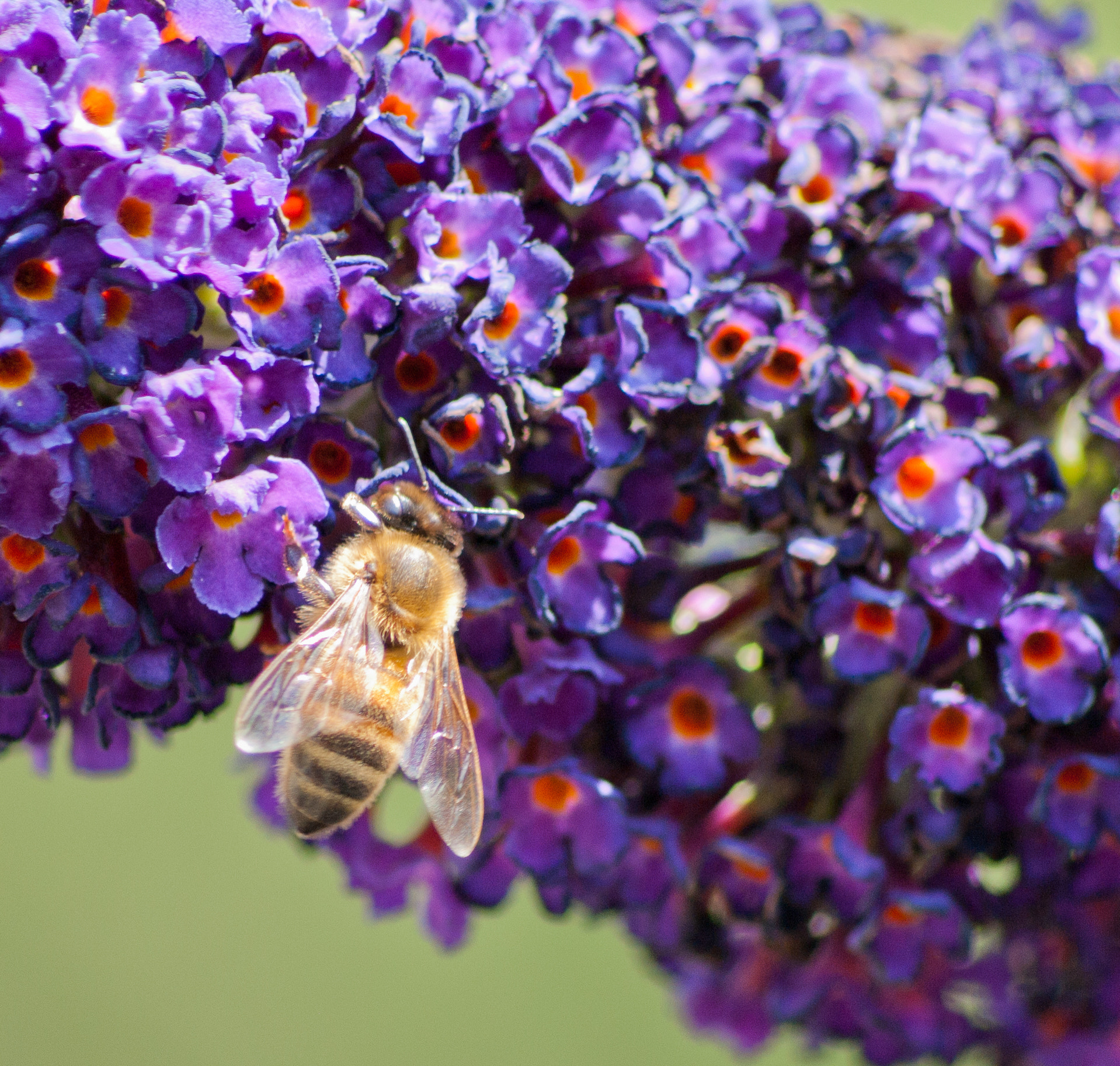 Pentax K10D sample photo. Wasp photography