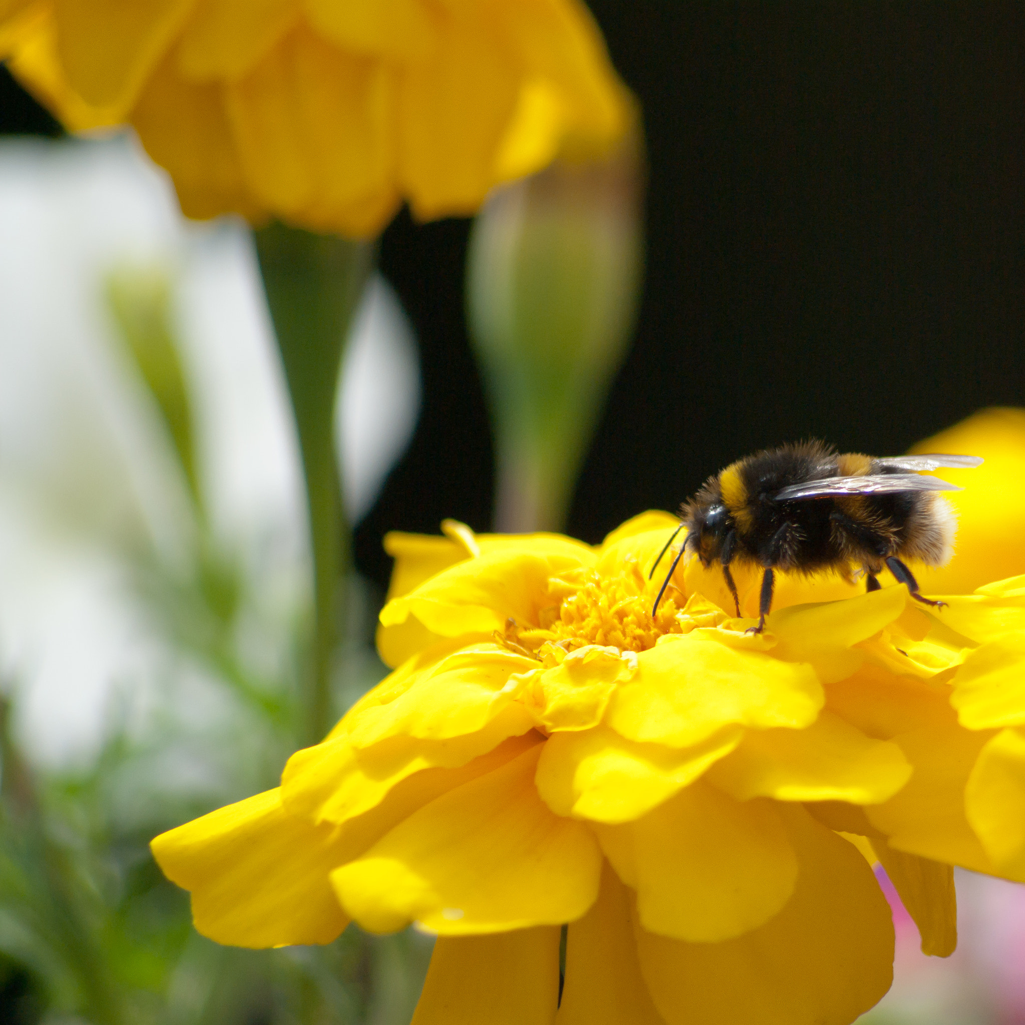 Pentax K10D sample photo. Bee photography