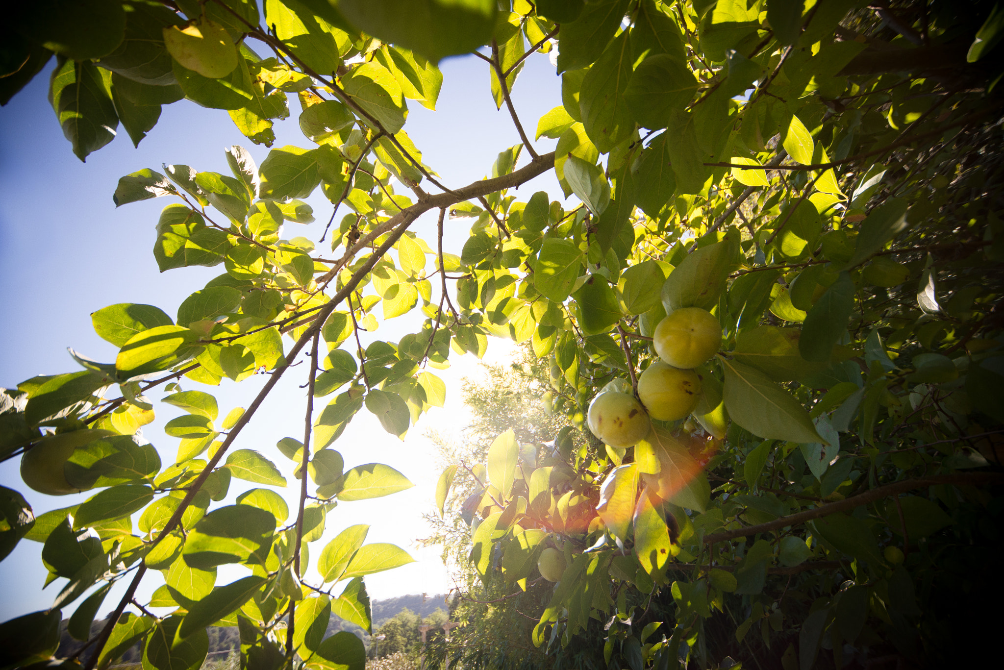 Nikon D600 + Sigma 12-24mm F4.5-5.6 EX DG Aspherical HSM sample photo. Unripe persimmon fruits photography