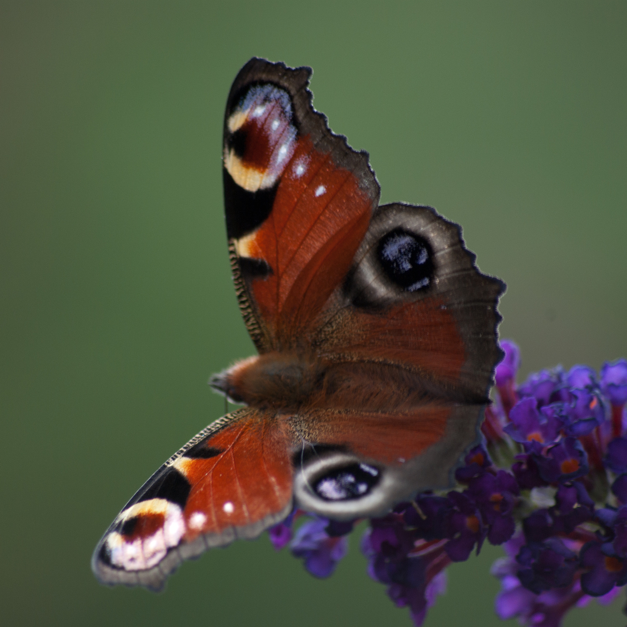 Pentax K10D sample photo. Red admiral photography