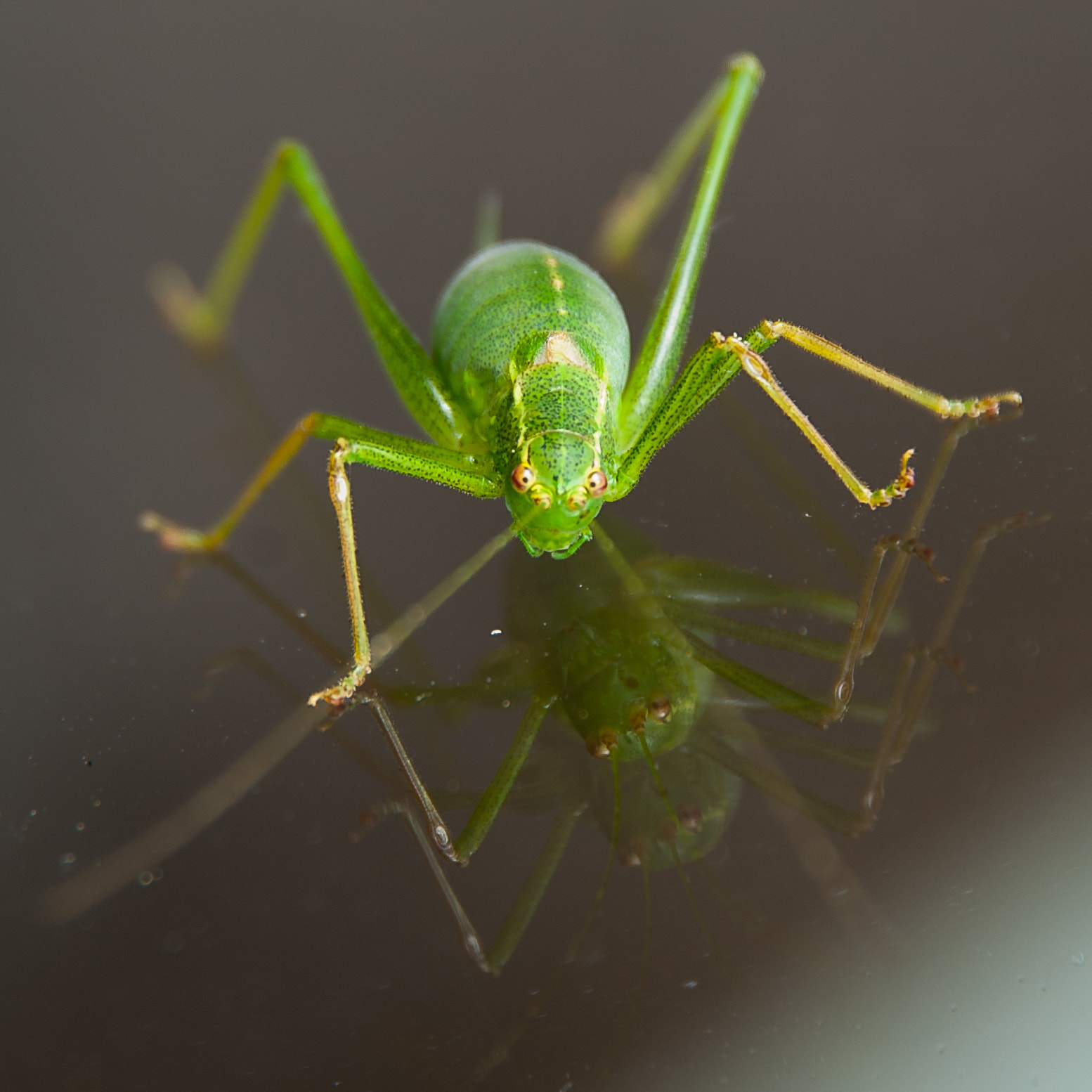 Pentax K10D sample photo. English cricket photography