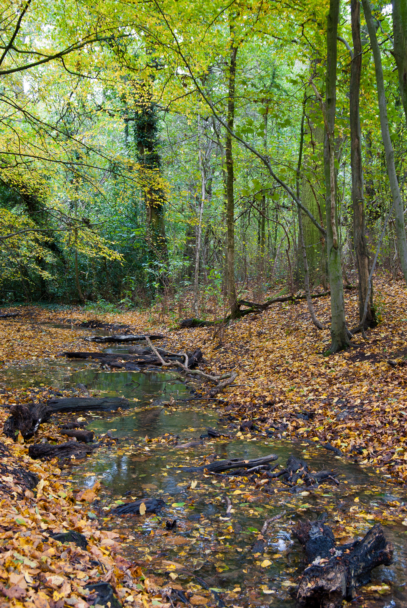 Pentax K10D sample photo. Autumn in trent park photography