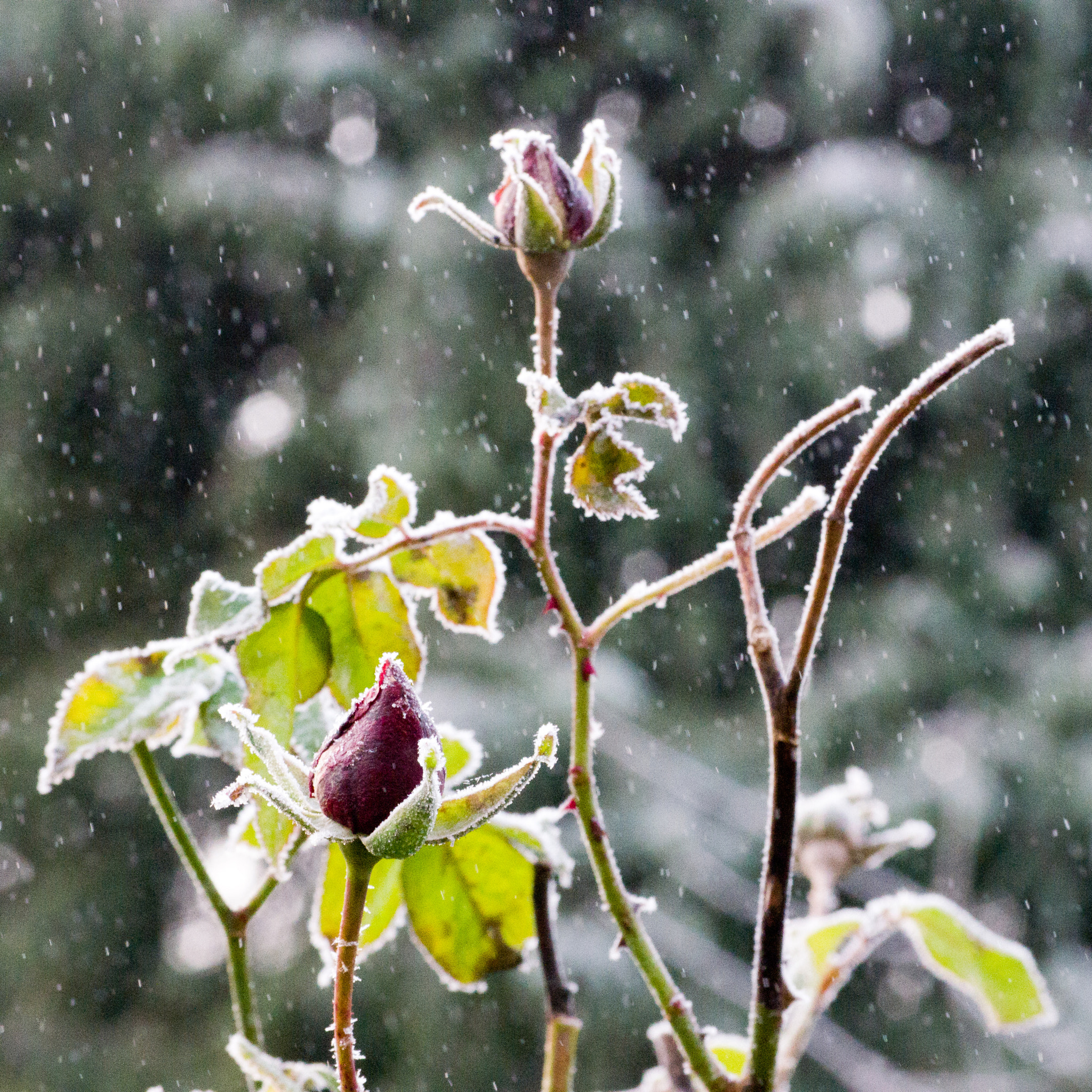 Pentax K-5 II + Pentax smc DA 50-200mm F4-5.6 ED sample photo. First snow photography